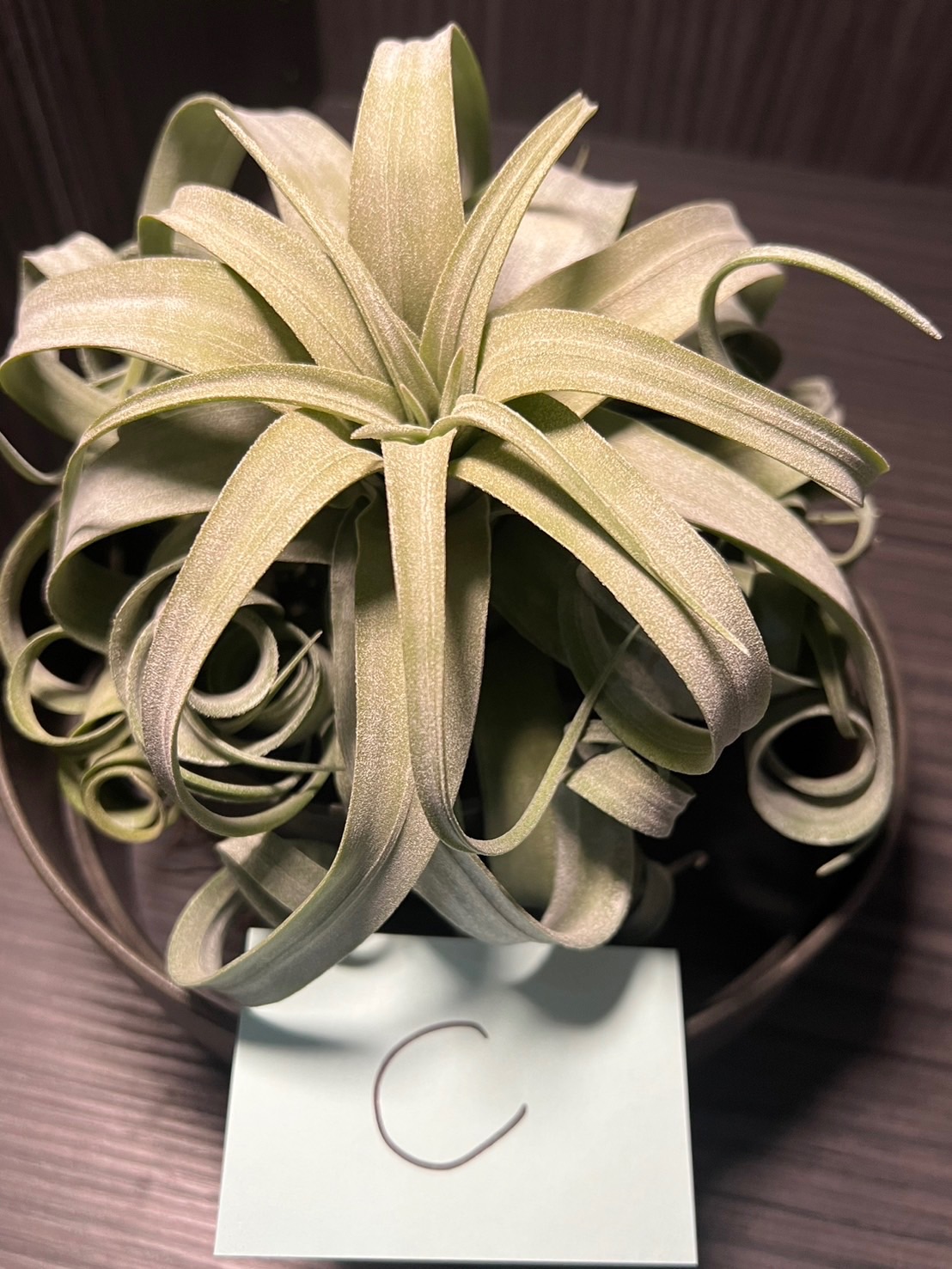 空氣鳳梨-電捲+座架（C）