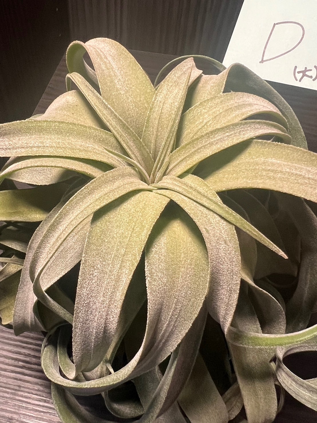 空氣鳳梨-電捲+座架（D款、E款）