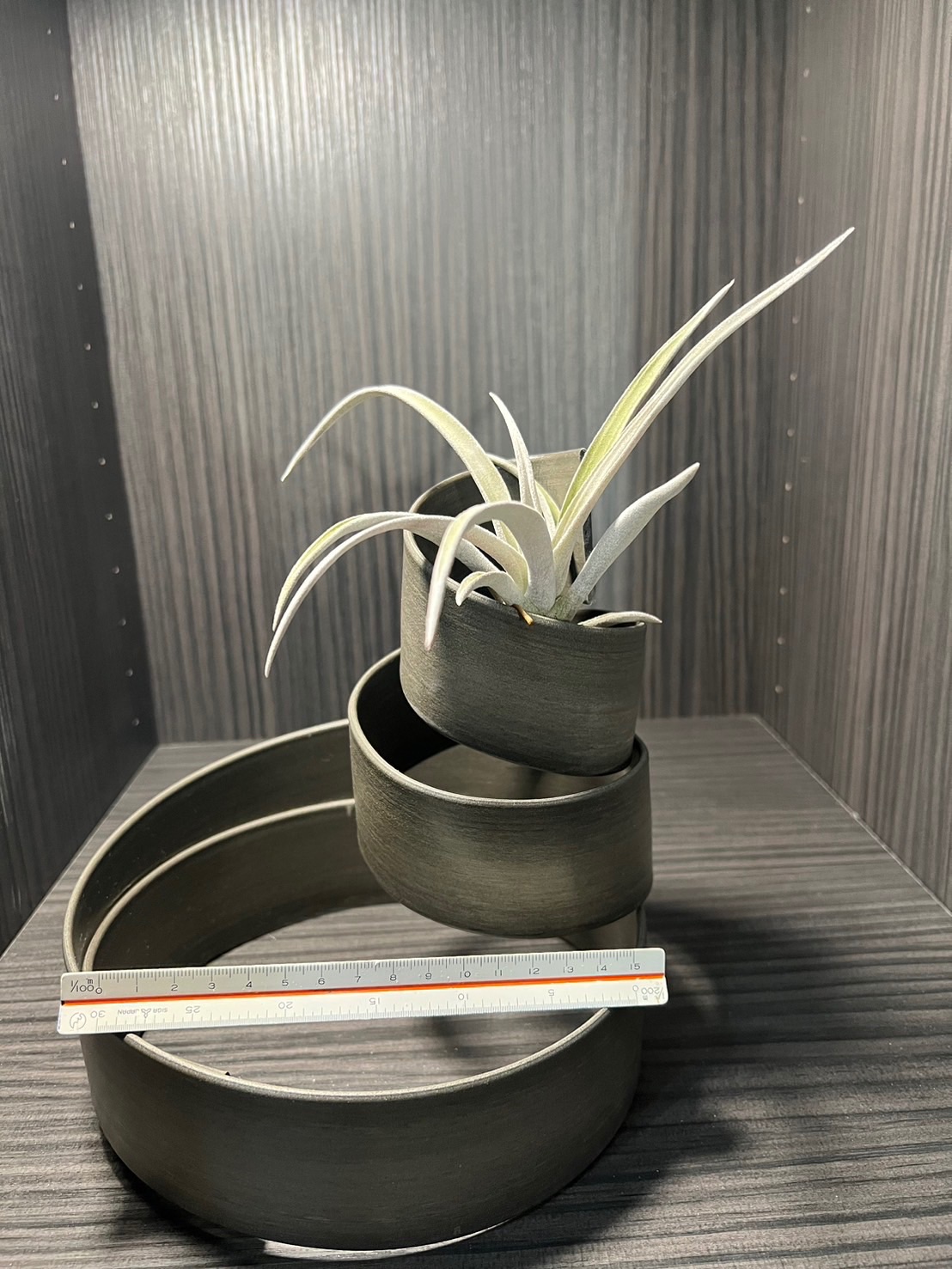 空氣鳳梨-香檳+座架