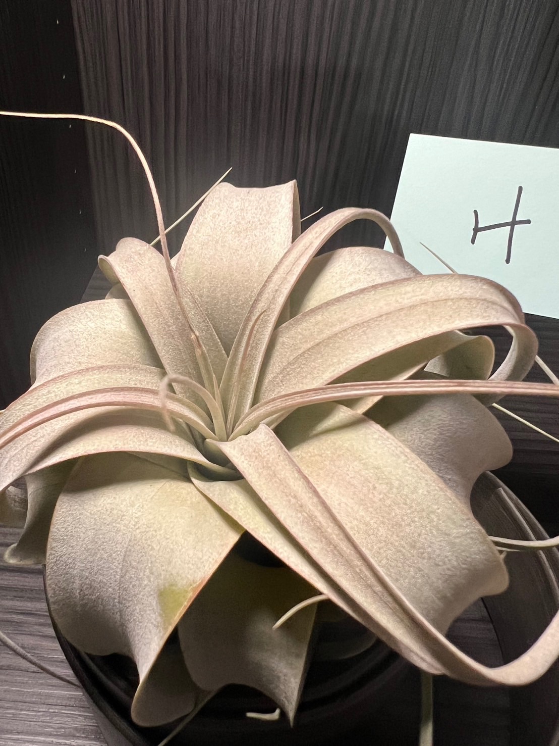 空氣鳳梨-霸王+座架（H款）