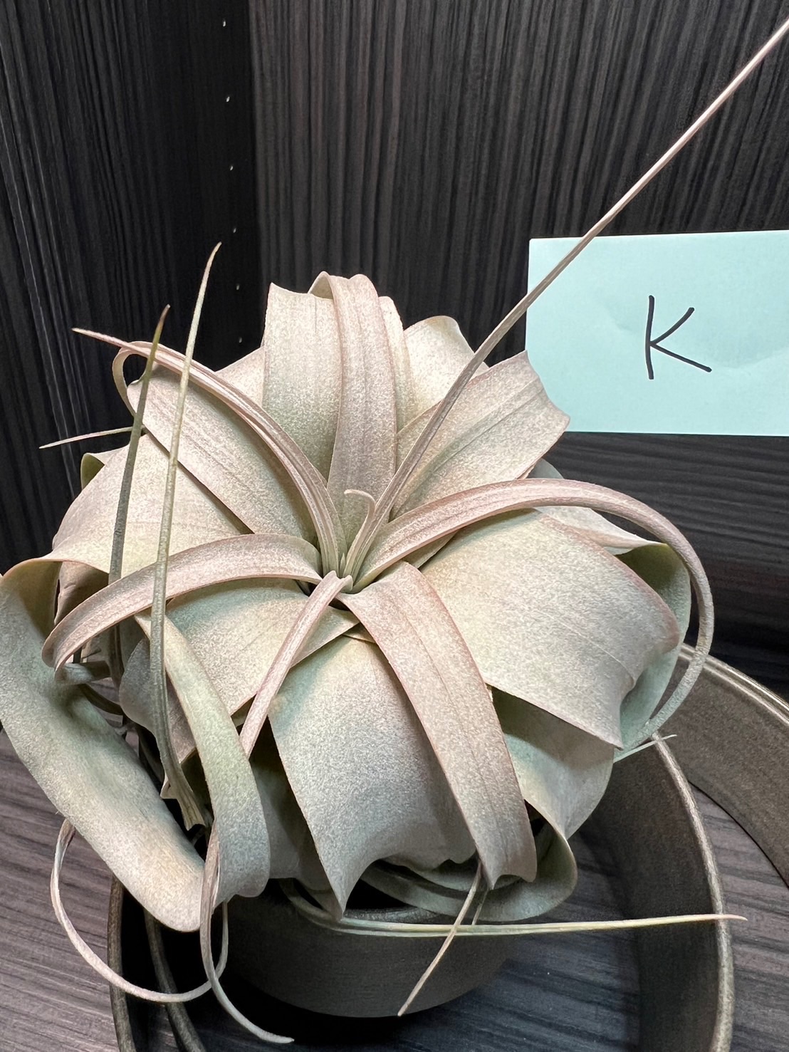 空氣鳳梨-霸王+座架（K款）