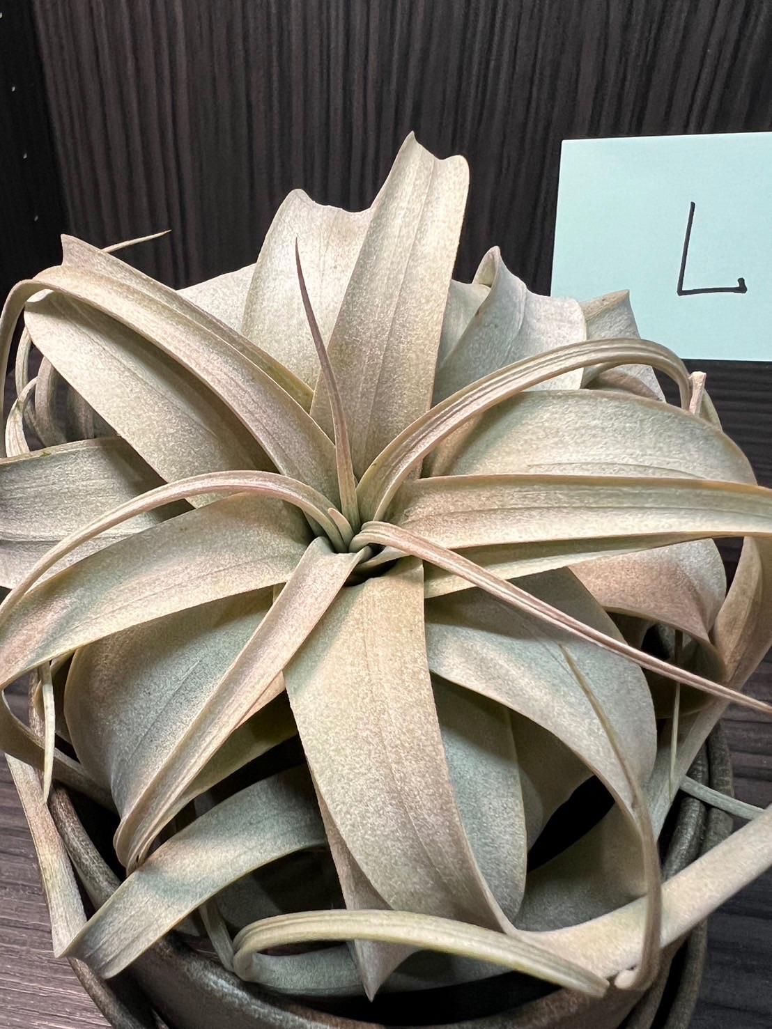 空氣鳳梨-霸王+座架（L款）