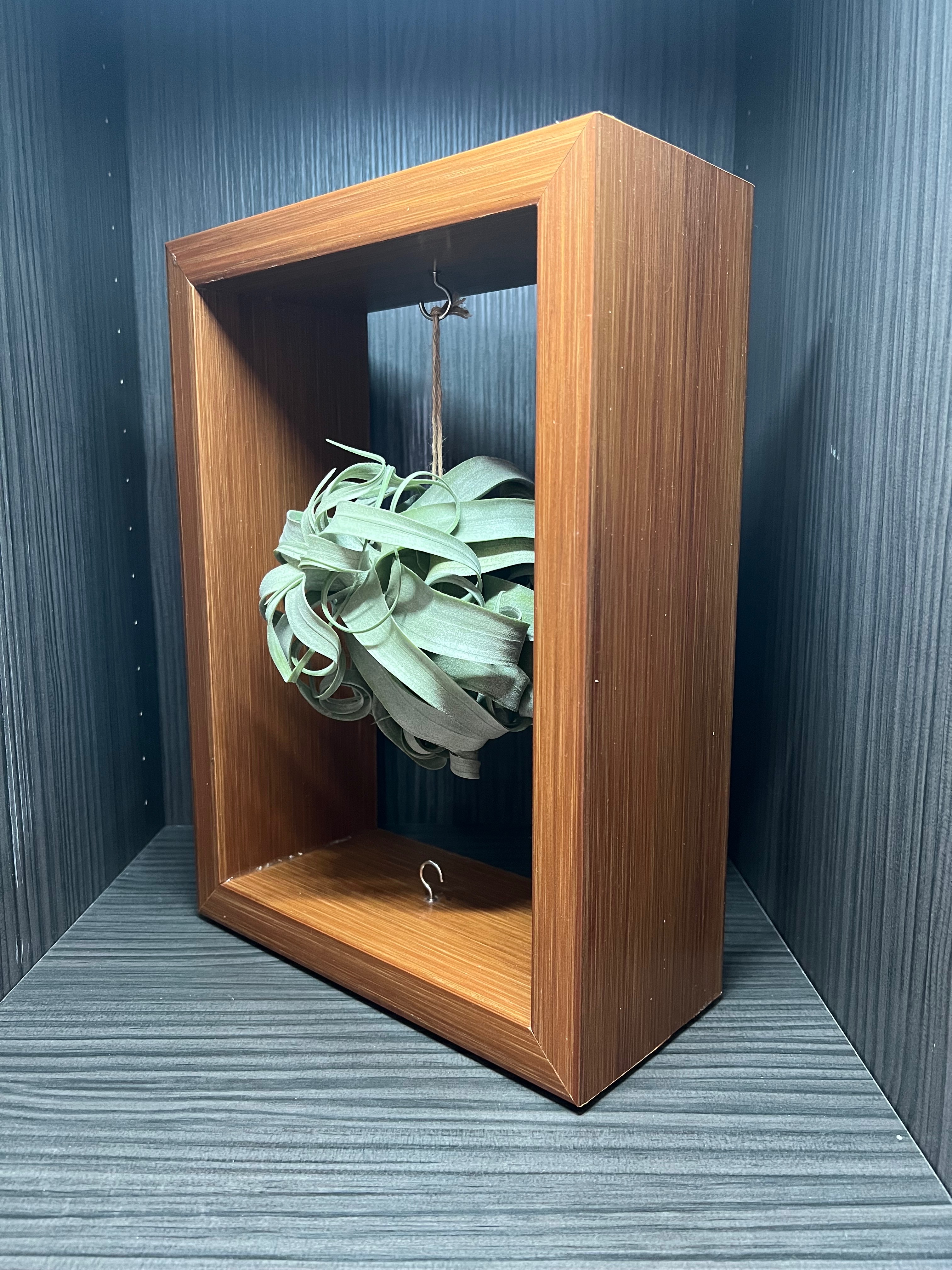 ｛植屋｝空氣鳳梨禮盒畫框