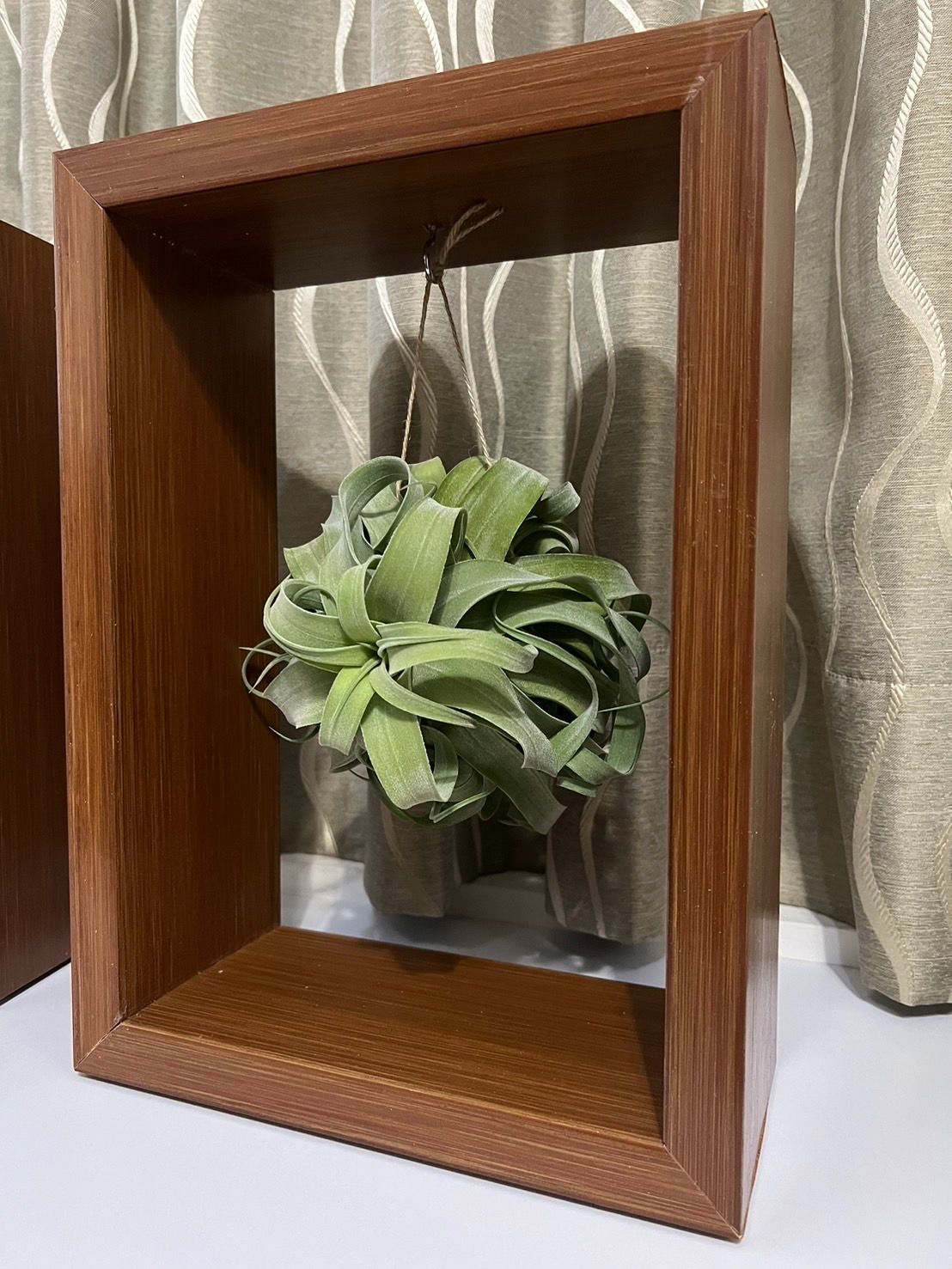 ｛植屋｝空氣鳳梨禮盒畫框（電捲）