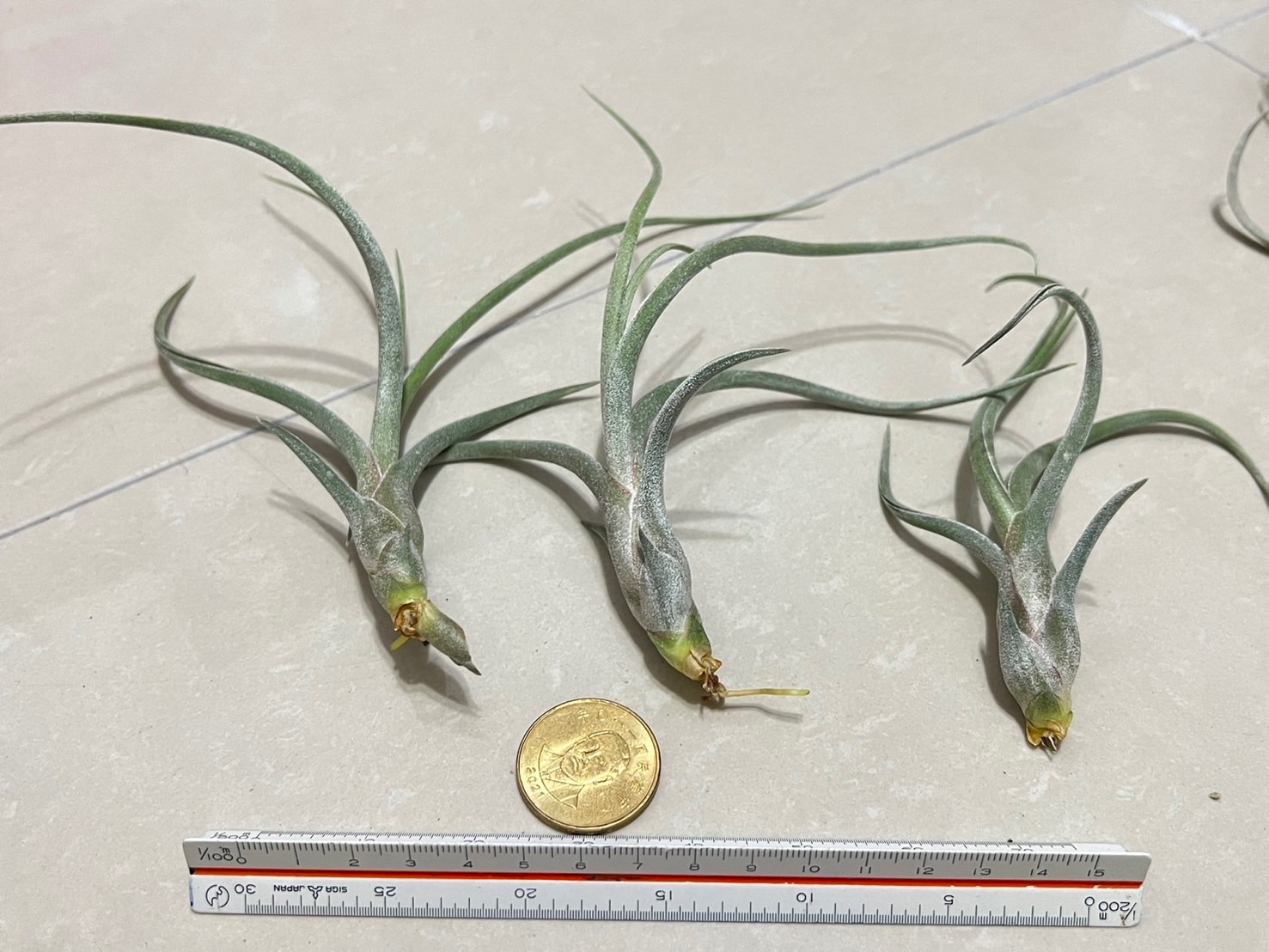 「植屋」空鳳-阿海力x紅小犀牛角-空氣鳳梨