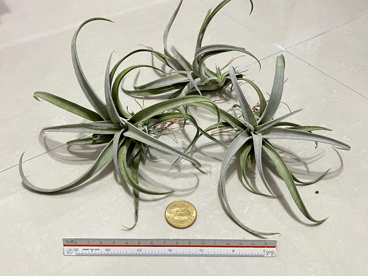 ｛植屋｝空氣鳳梨-香檳