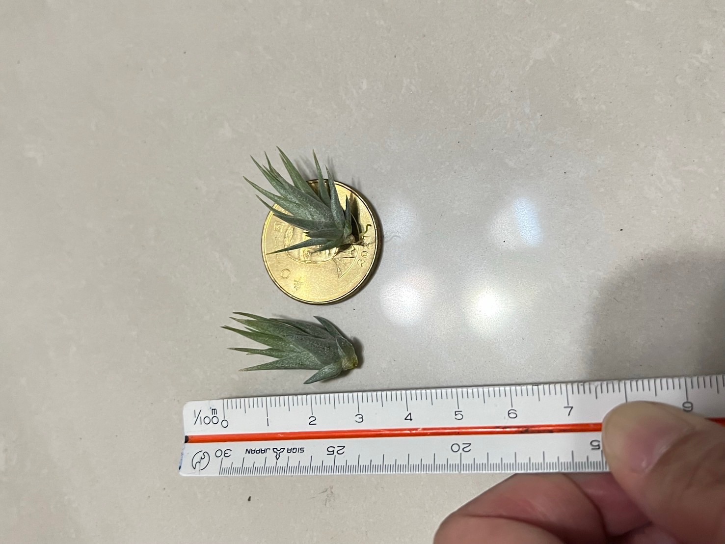 ｛植屋｝空氣鳳梨-蘿莉