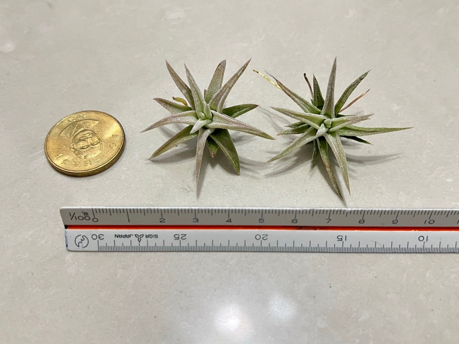 ｛植屋｝空氣鳳梨-醬爆小精靈