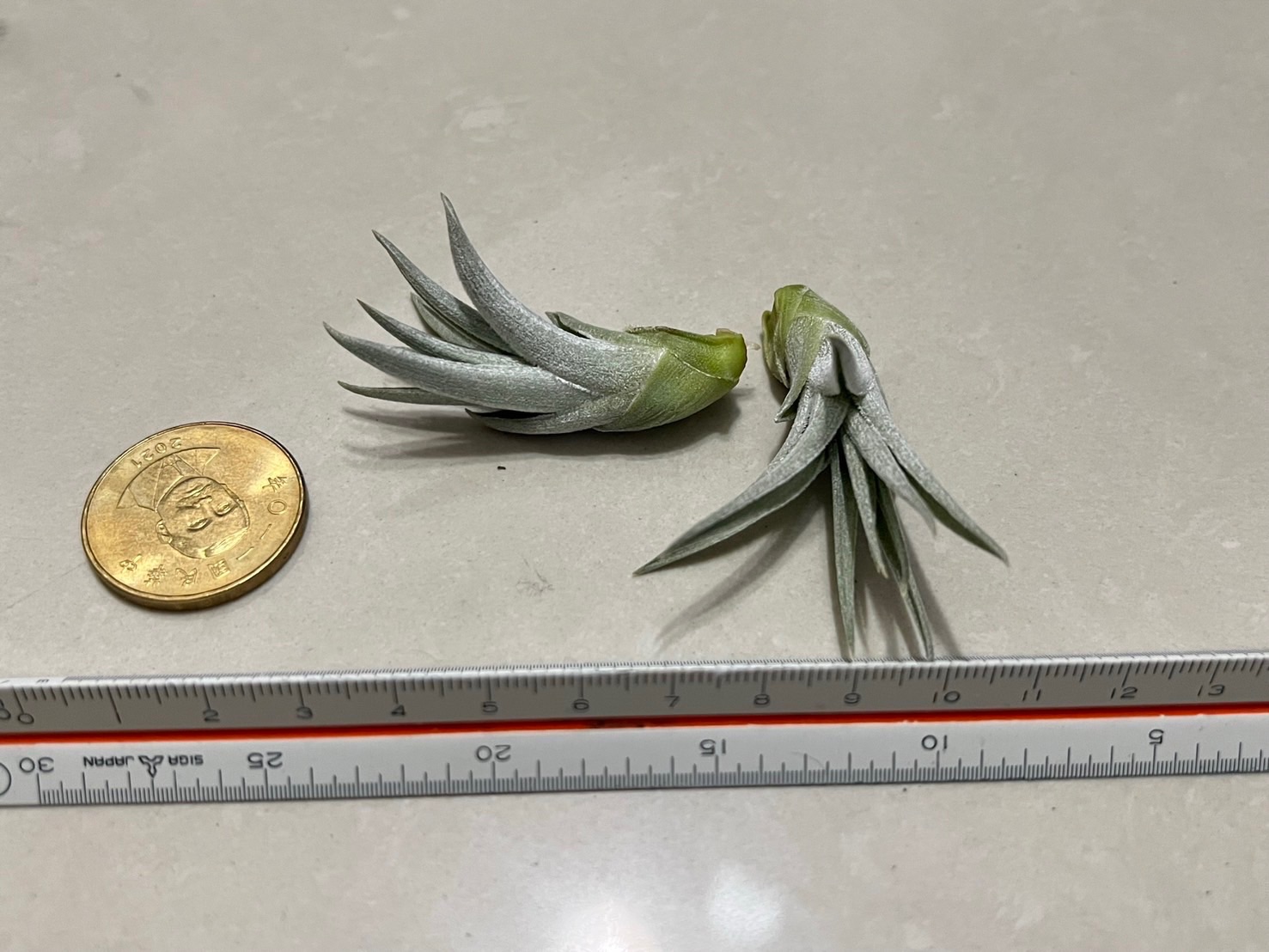 ｛植屋｝橘色花X薄紗