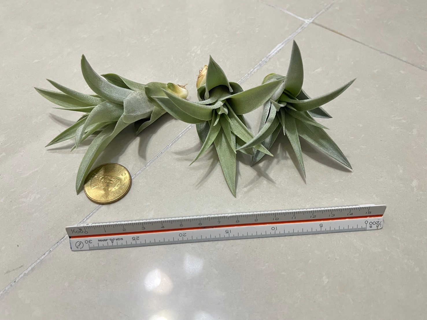 ｛植屋｝空氣鳳梨 卡比他他-銀玫瑰