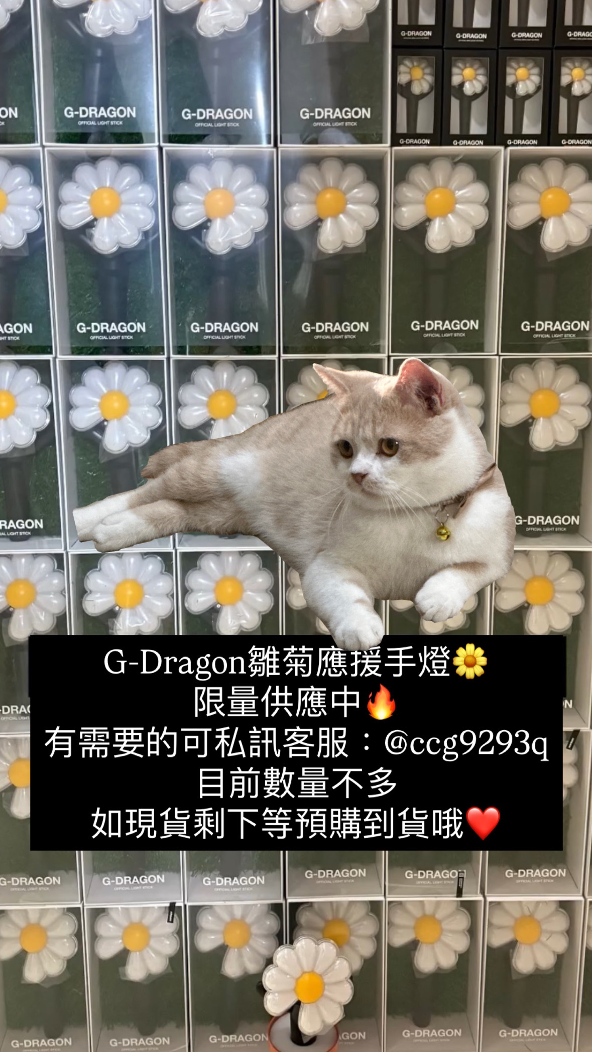 G-Dragon限量雛菊手燈🌼（지드래곤 공식 응원봉）