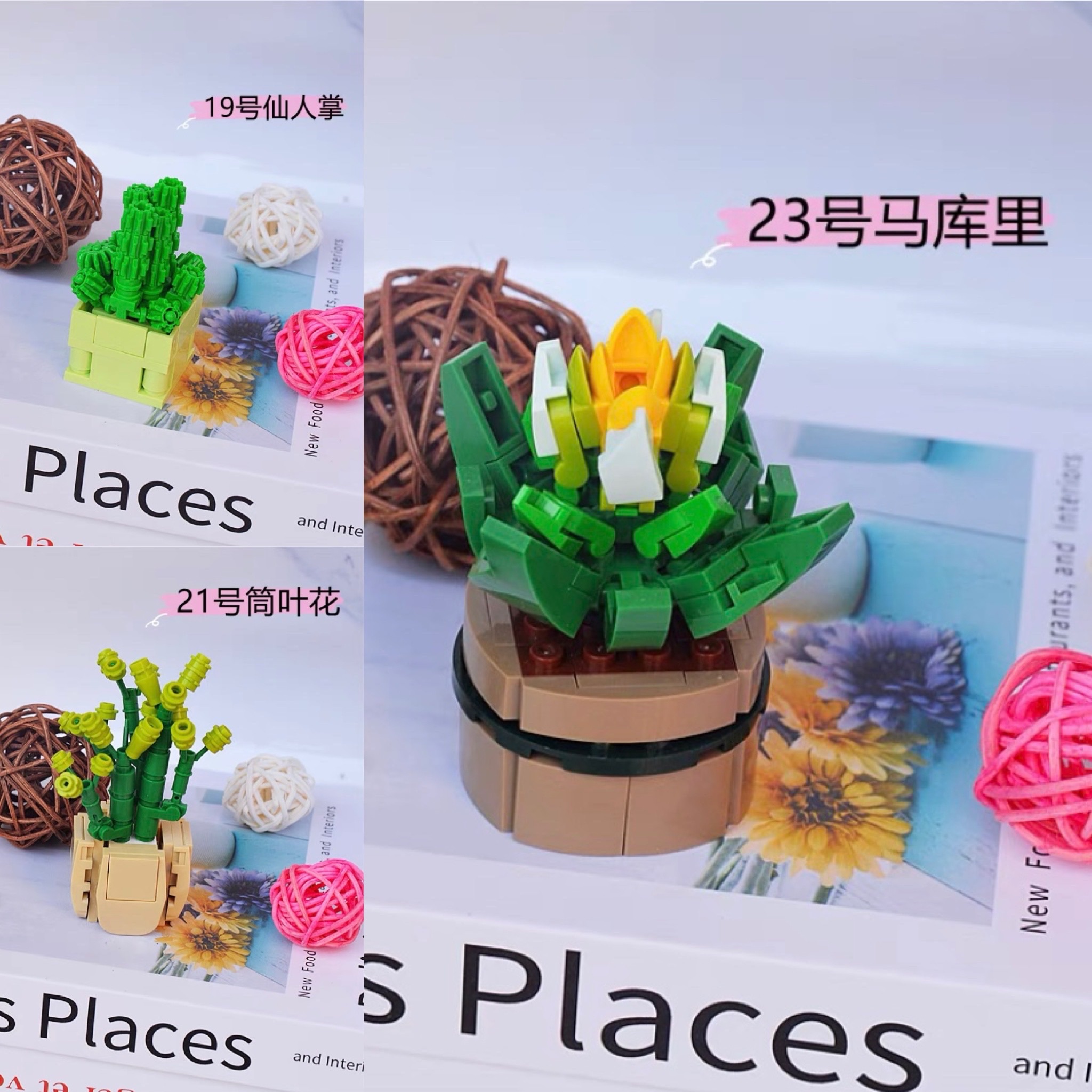 ［快速出貨］盆栽積木（三入）筒葉花 仙人掌 筒葉花