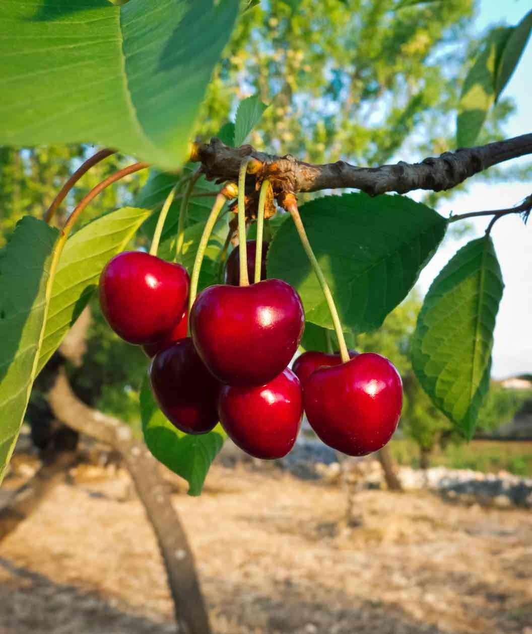 🍒平地熱帶【大果櫻桃】嫁接苗