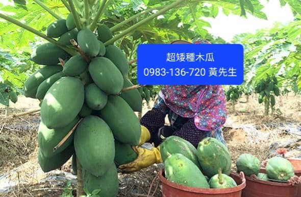 新品種【大果超矮種冰糖木瓜】苗盆