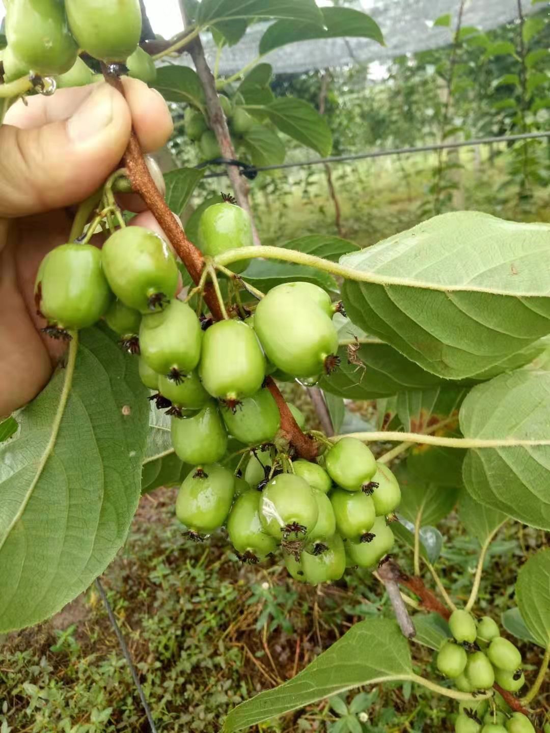 已經馴化成功，熱帶紐西蘭【寶貝奇異果】苗，爬藤果樹，公母同株，平地可以結果