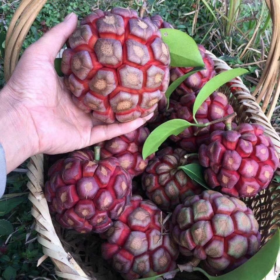 【大果喜樂果/布福娜果】苗，紅寶石布福娜.翡翠布福娜苗