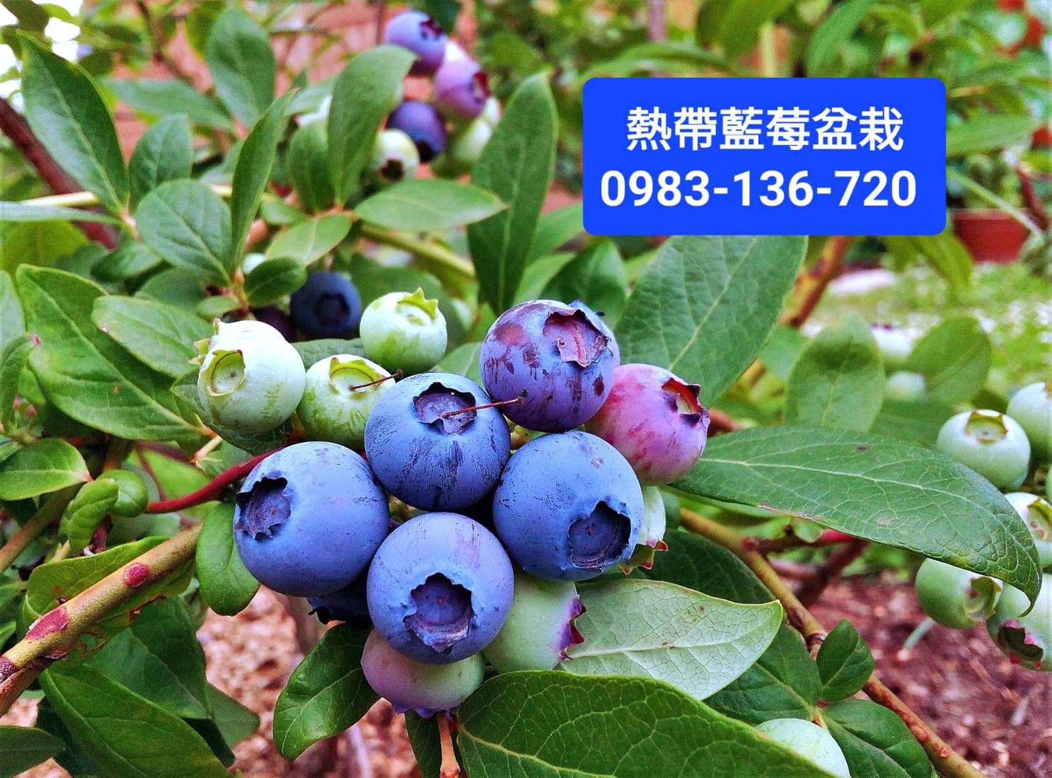 大果【熱帶藍莓】盆栽，熱帶多果藍莓，小品藍莓