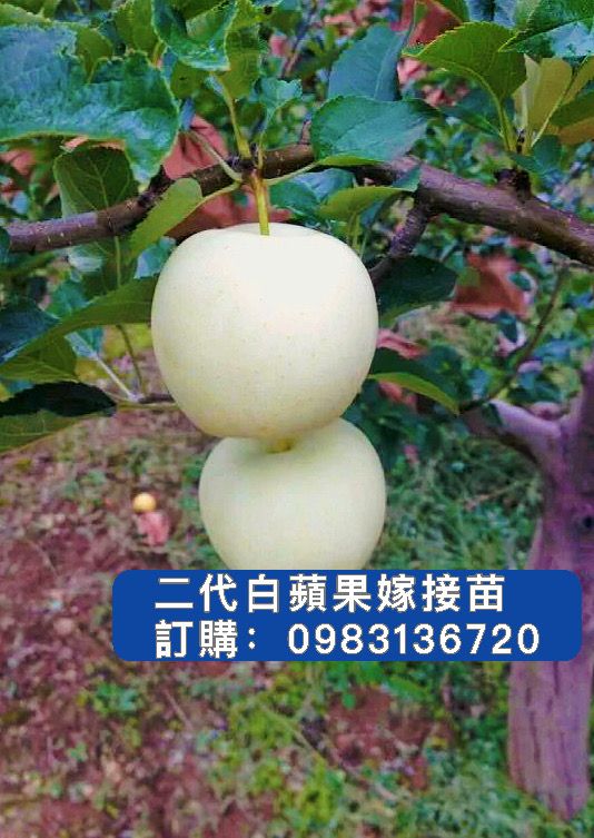 2代青森白蘋果【嫁接苗】，平地已經成功馴化結果!! 熱帶地區也適合種植!此款蘋果非常好吃，香甜可口，容易照顧，新手可種植