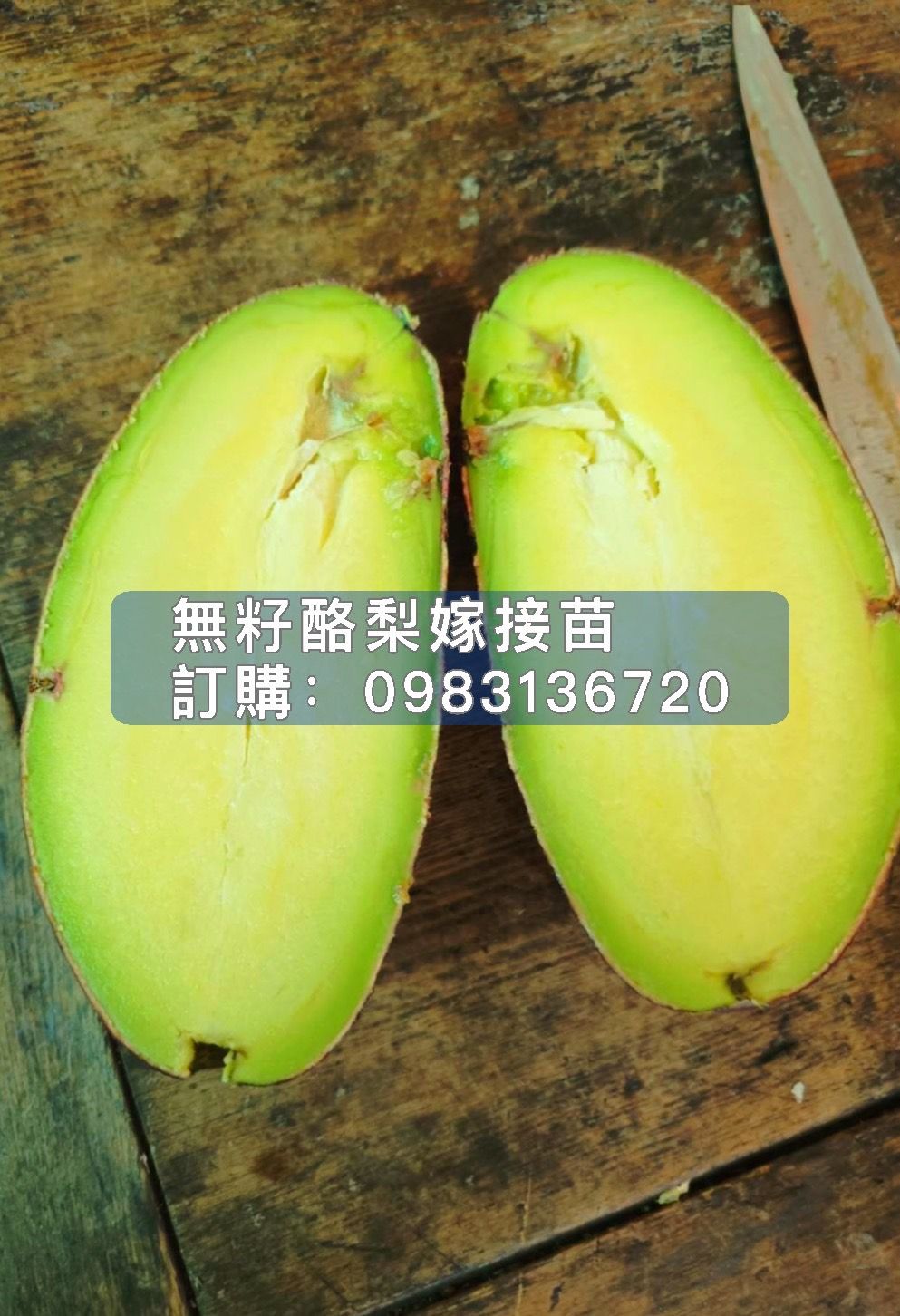 正宗【大果無籽酪梨】嫁接苗，這品種是確確實實的無籽酪梨喔!並非一般坊間賣的迷你酪梨或是小黃瓜酪梨