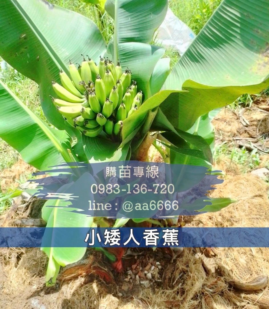 泰國【小矮人香蕉苗】