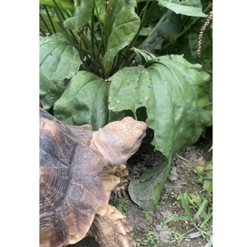 陸龜最愛的大葉車前草