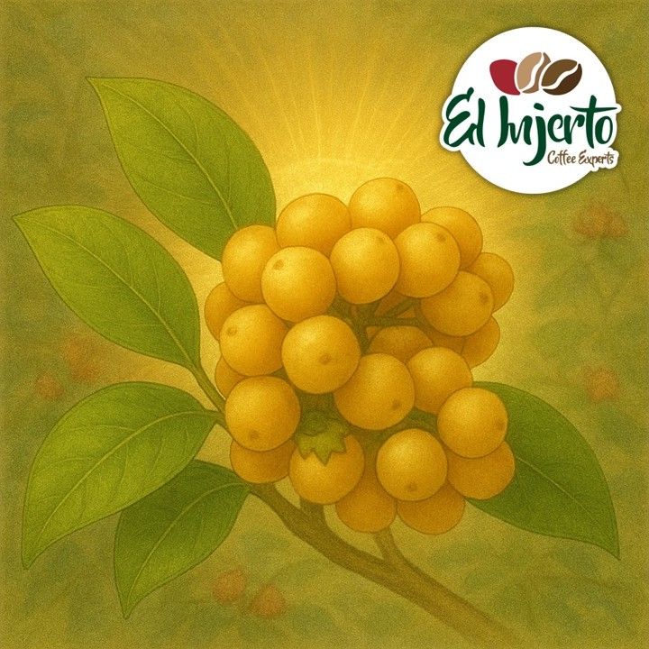 【J個Bear咖啡工坊】瓜地馬拉 薇薇特南果 茵赫特莊園 黃金果 水洗