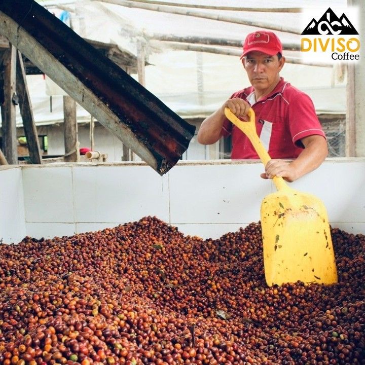 【J個Bear咖啡工坊】哥倫比亞 薇拉 迪維索莊園 熱衝擊菌種酵母發酵日曬