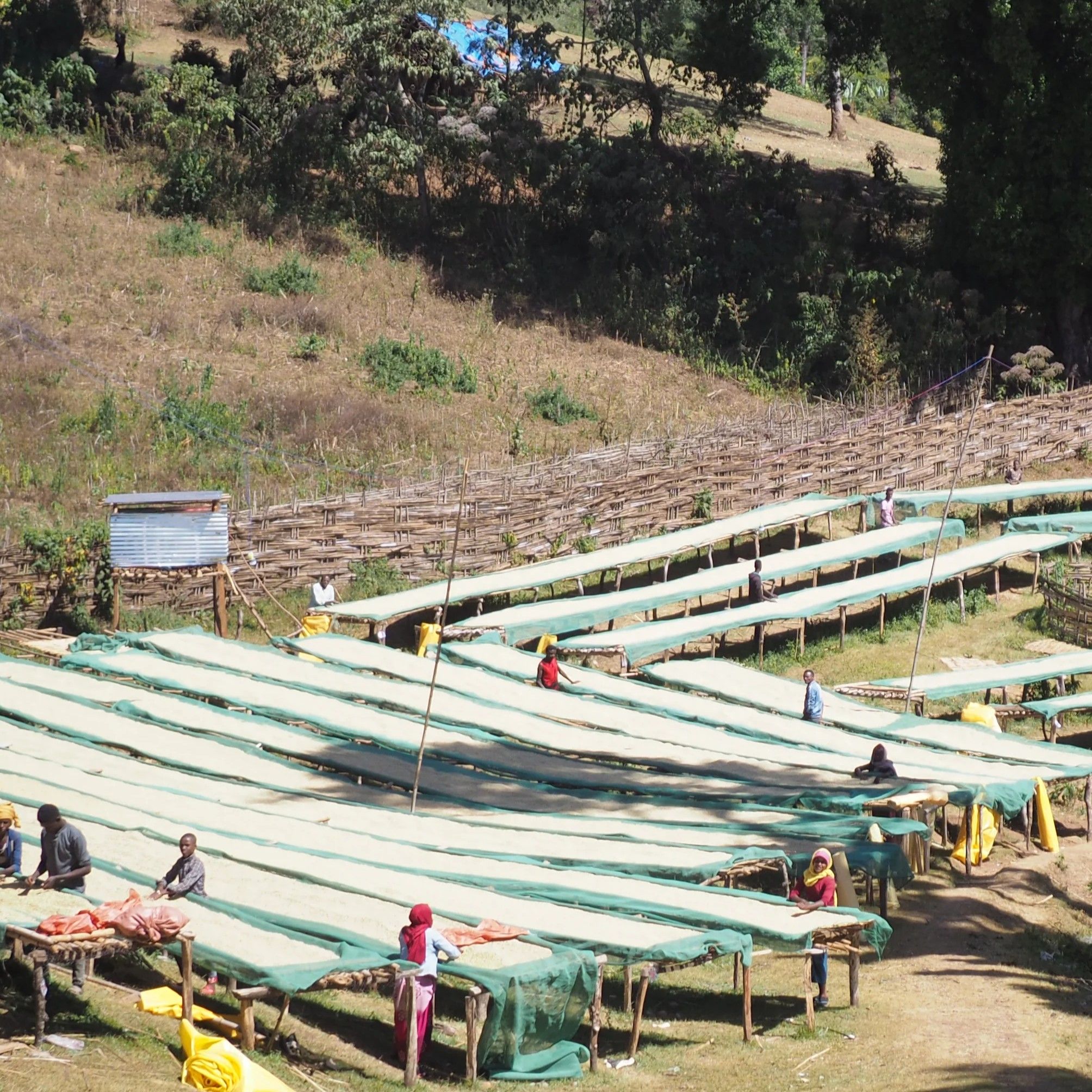 【J個Bear咖啡工坊】衣索比亞 西阿爾希 美花處理場 Premium 水洗