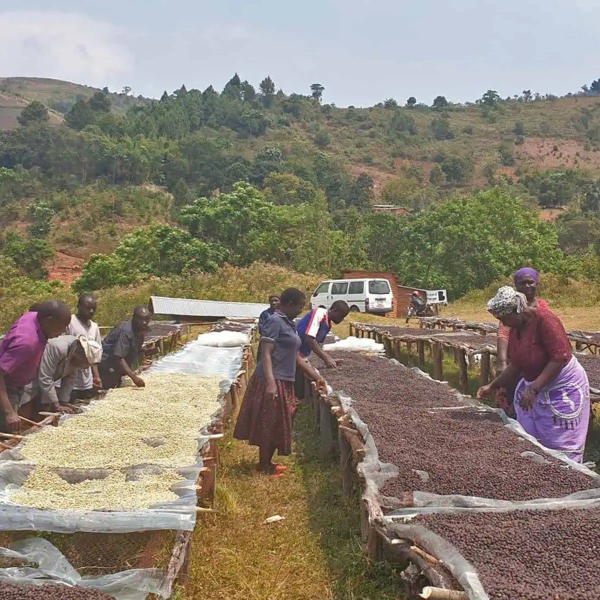 【J個Bear咖啡工坊】馬拉威 密蘇庫 醉夢藝伎 酒香雙重厭氧發酵日曬 （2025年新產季！）