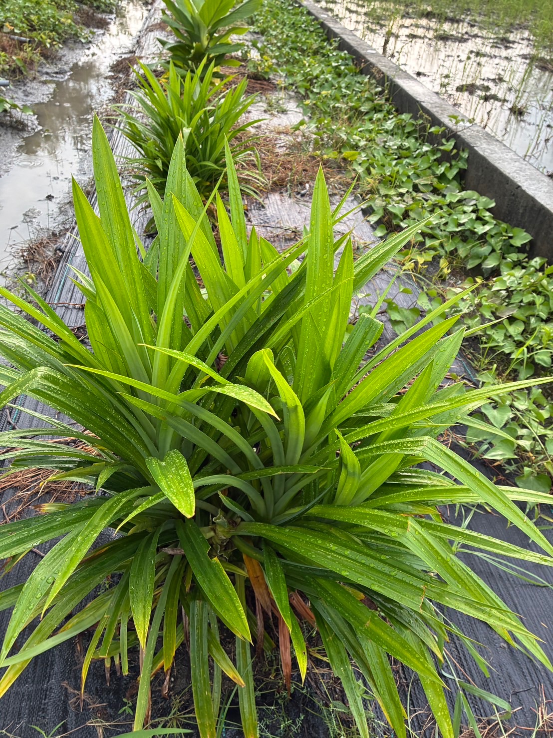 無農藥！新鮮香蘭葉600克100元