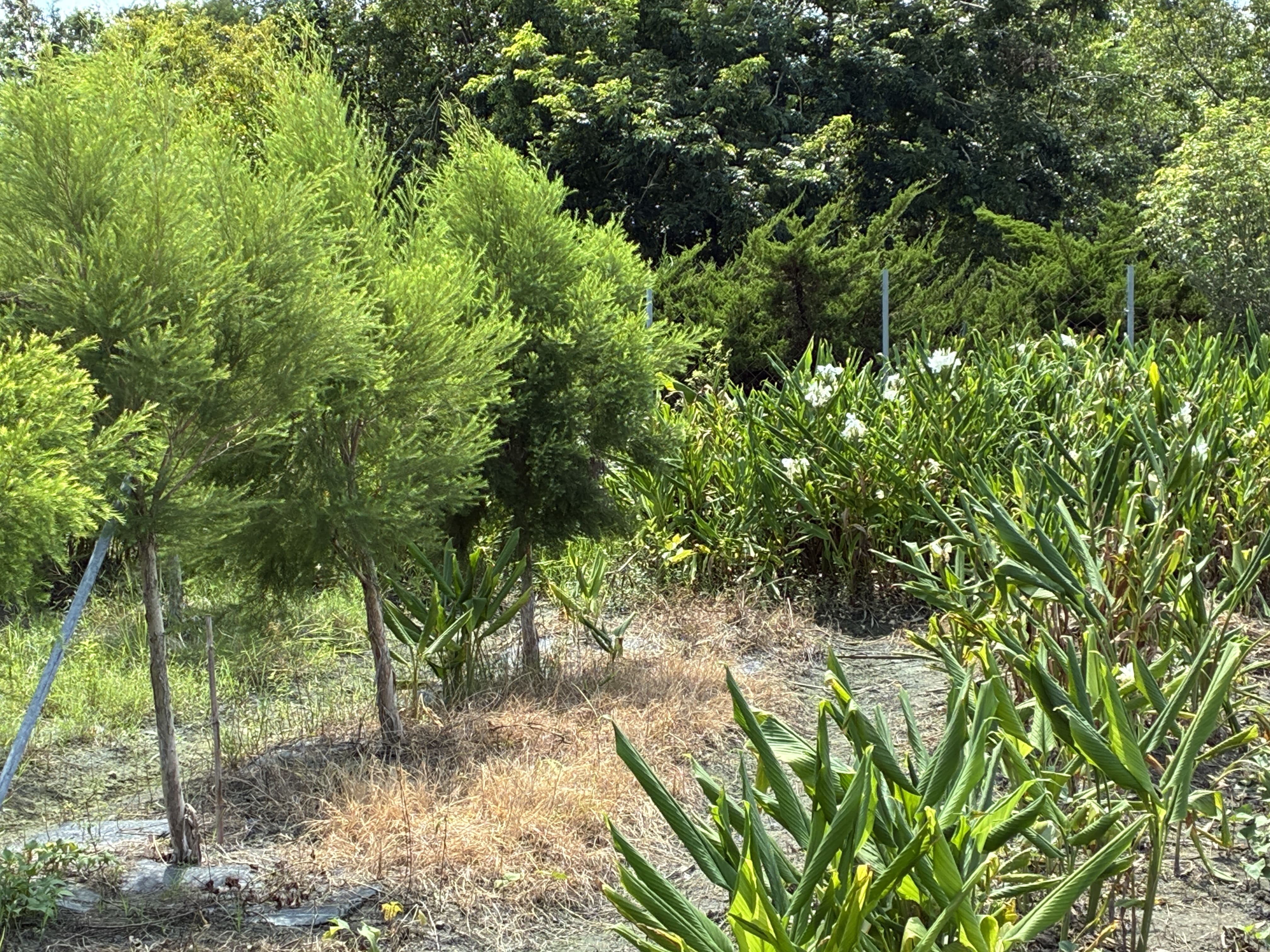 無農藥！新鮮澳洲茶樹葉 600克100元