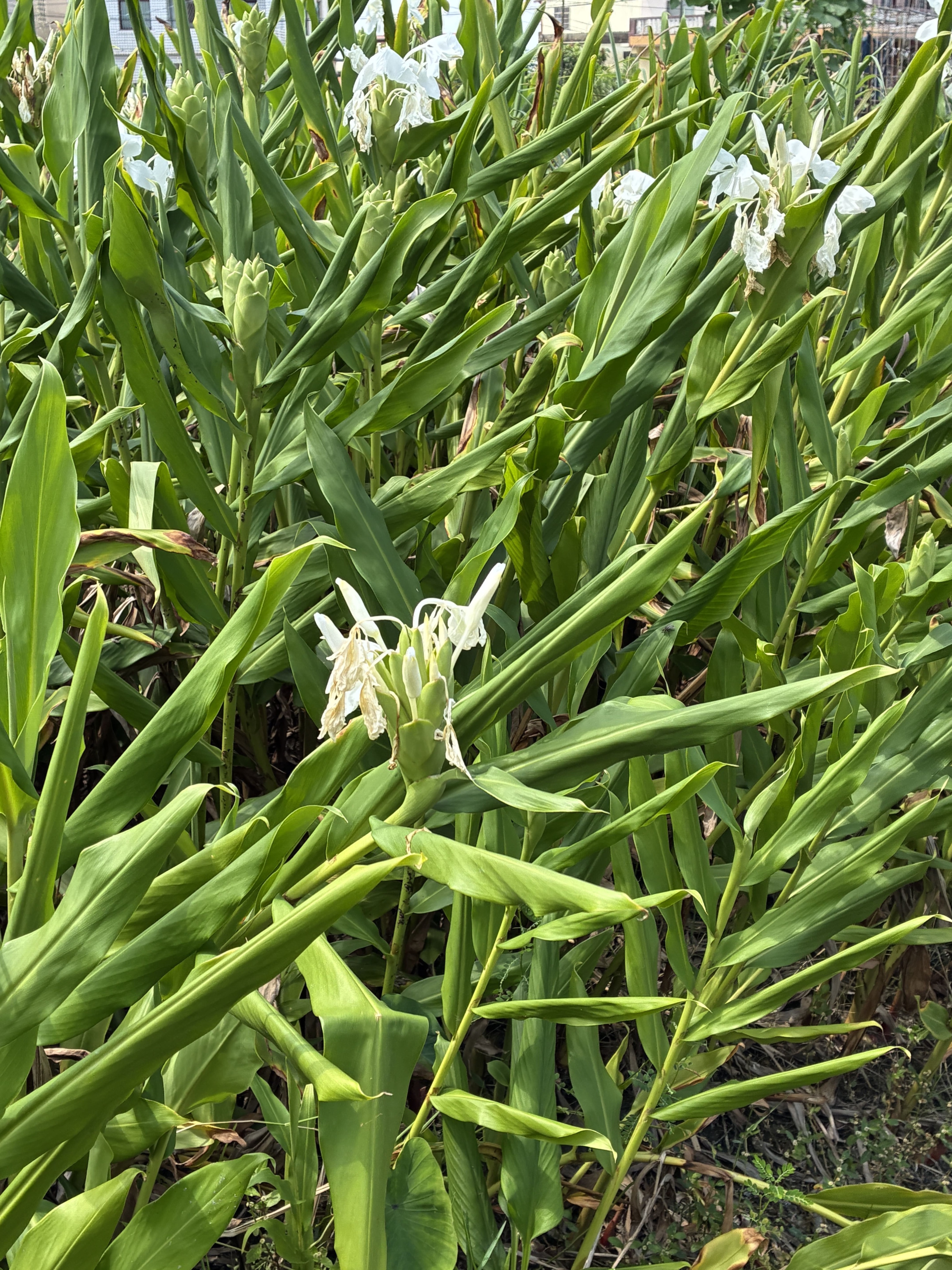 野薑花純露＆茶罐 純天然、無農藥、小農萃取