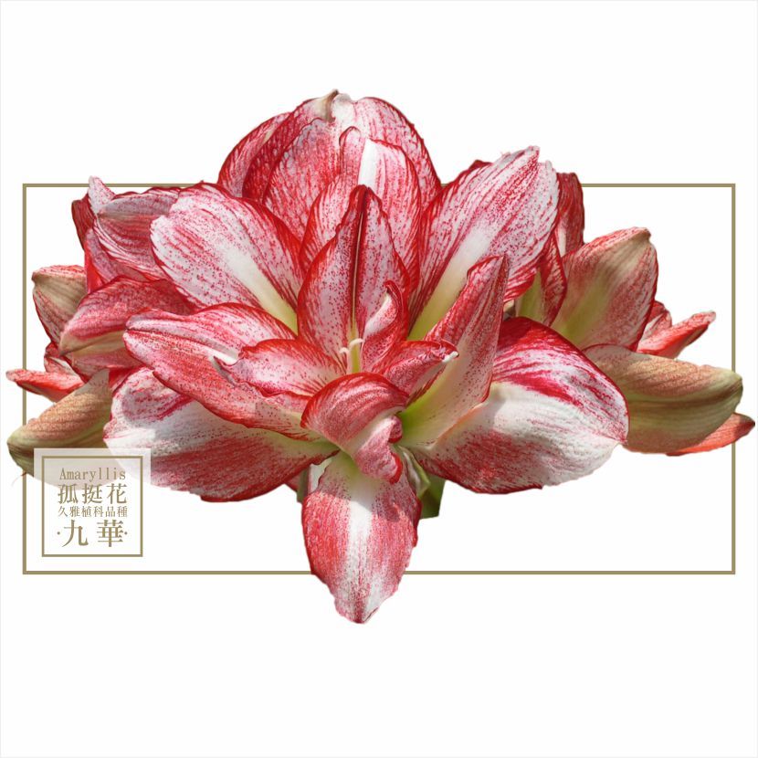 A904 九華 ◎久雅植科◎ 孤挺花 / 並蒂蓮球莖