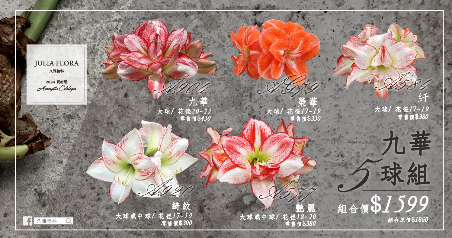 九華５球組◎久雅植科◎ 孤挺花 / 並蒂蓮球莖