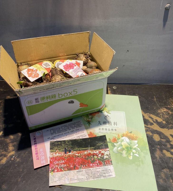 便利箱大禮包 球莖組◎久雅植科◎ 孤挺花 / 並蒂蓮球莖
