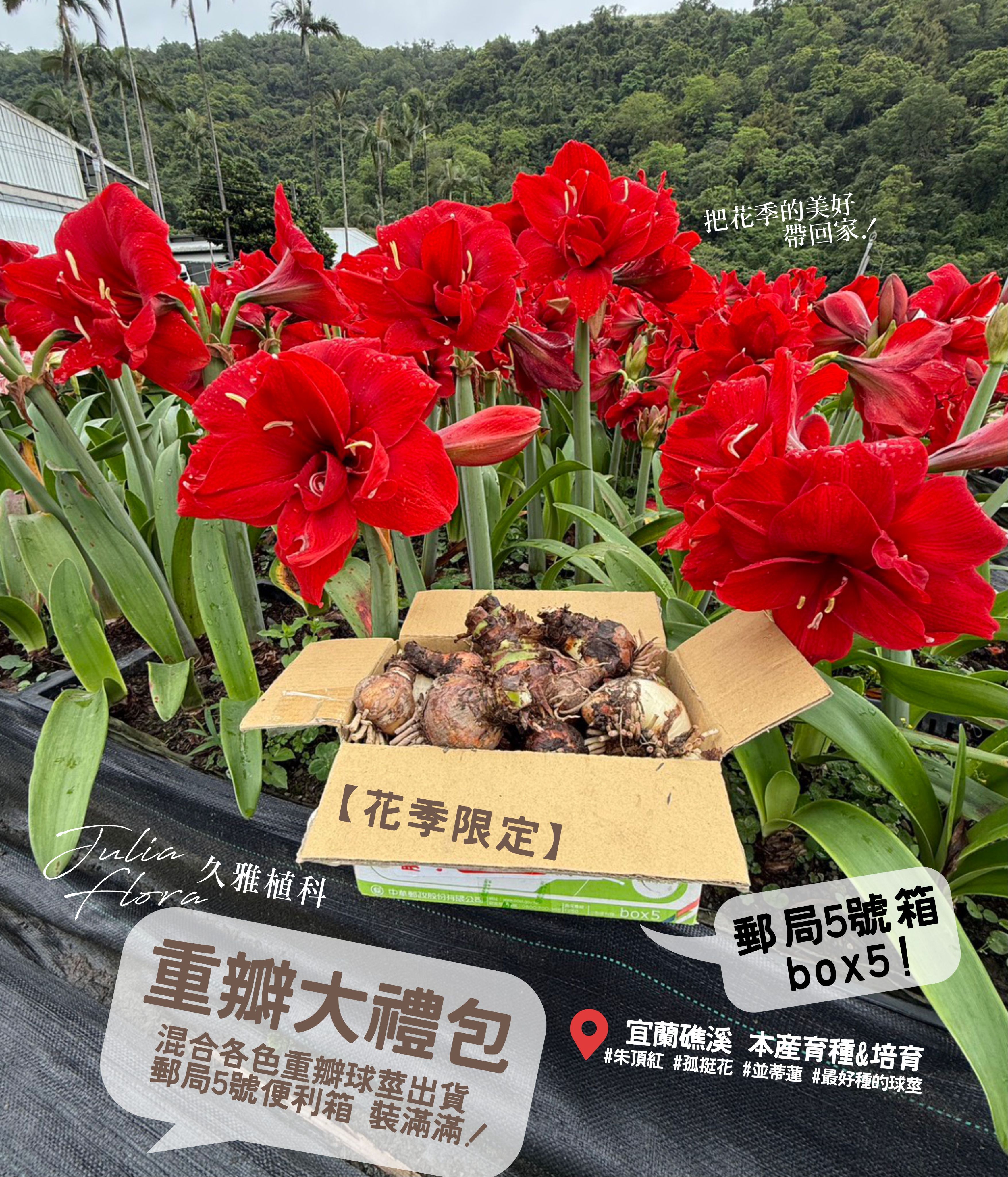【重瓣球莖禮包】◎久雅植科◎ 孤挺花 / 並蒂蓮球莖