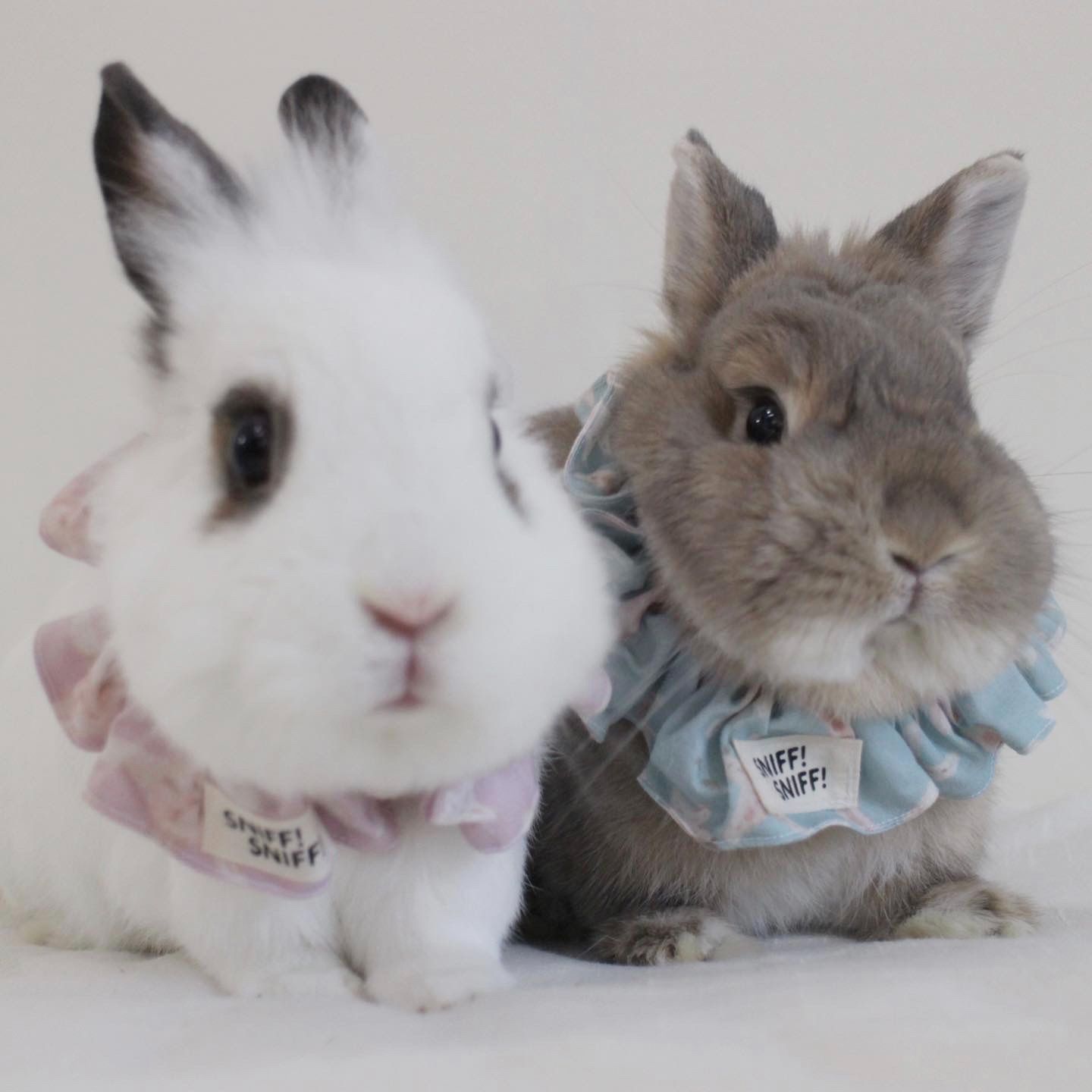 SNIFF!SNIFF!兔兔領巾-荷葉領