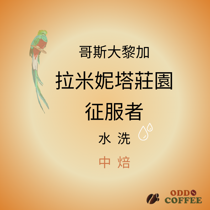 哥斯大黎加．拉米妮塔．征服者/水洗