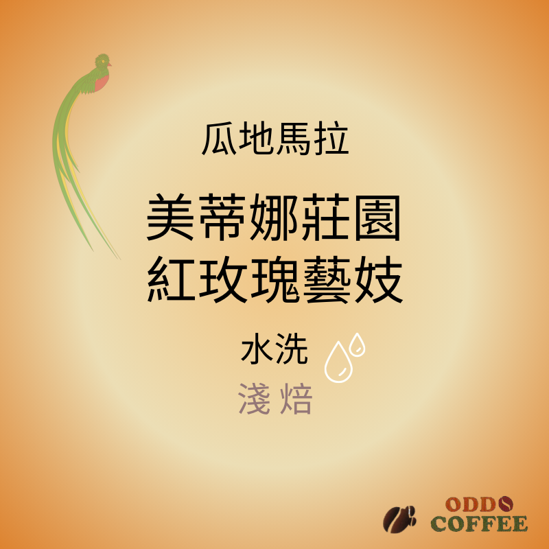 瓜地馬拉．美蒂娜莊園．紅玫瑰藝妓/水洗