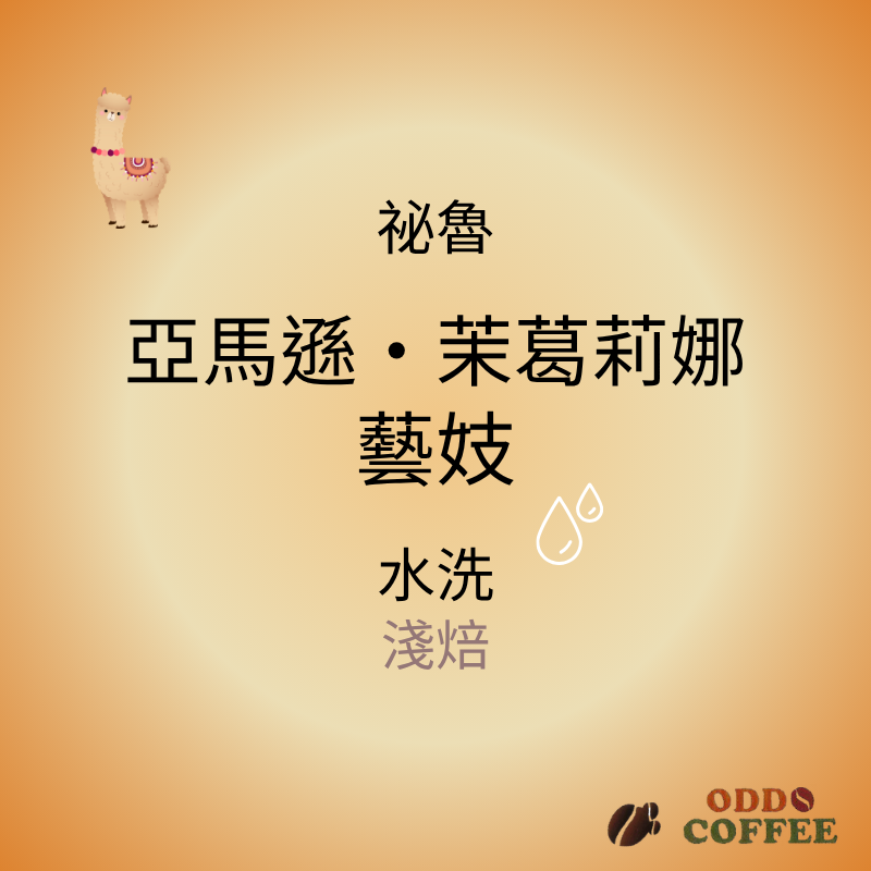 秘魯・亞馬遜・茉葛莉娜・藝妓/水洗
