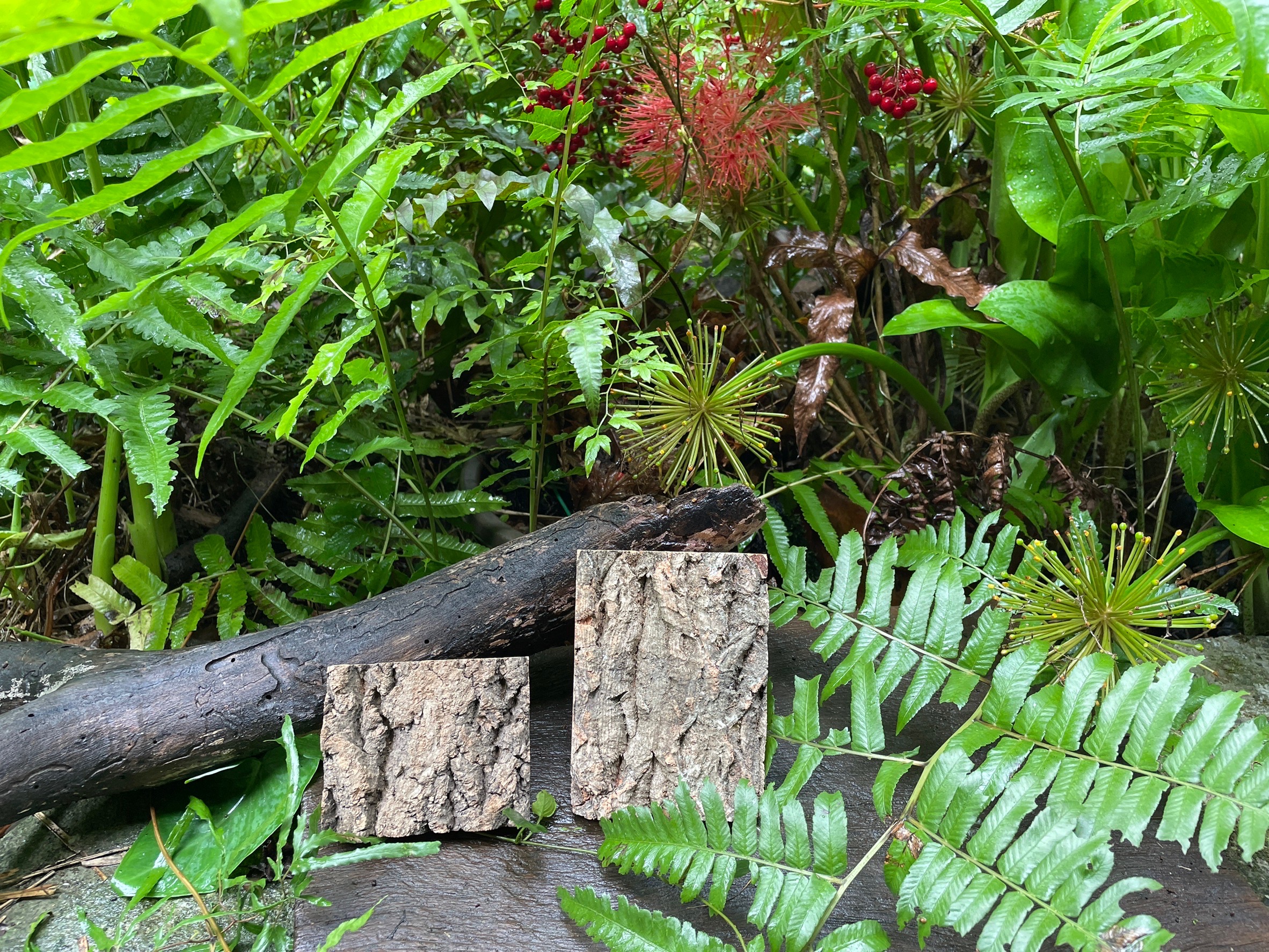 樹皮區（特薄/厚片香檳木）