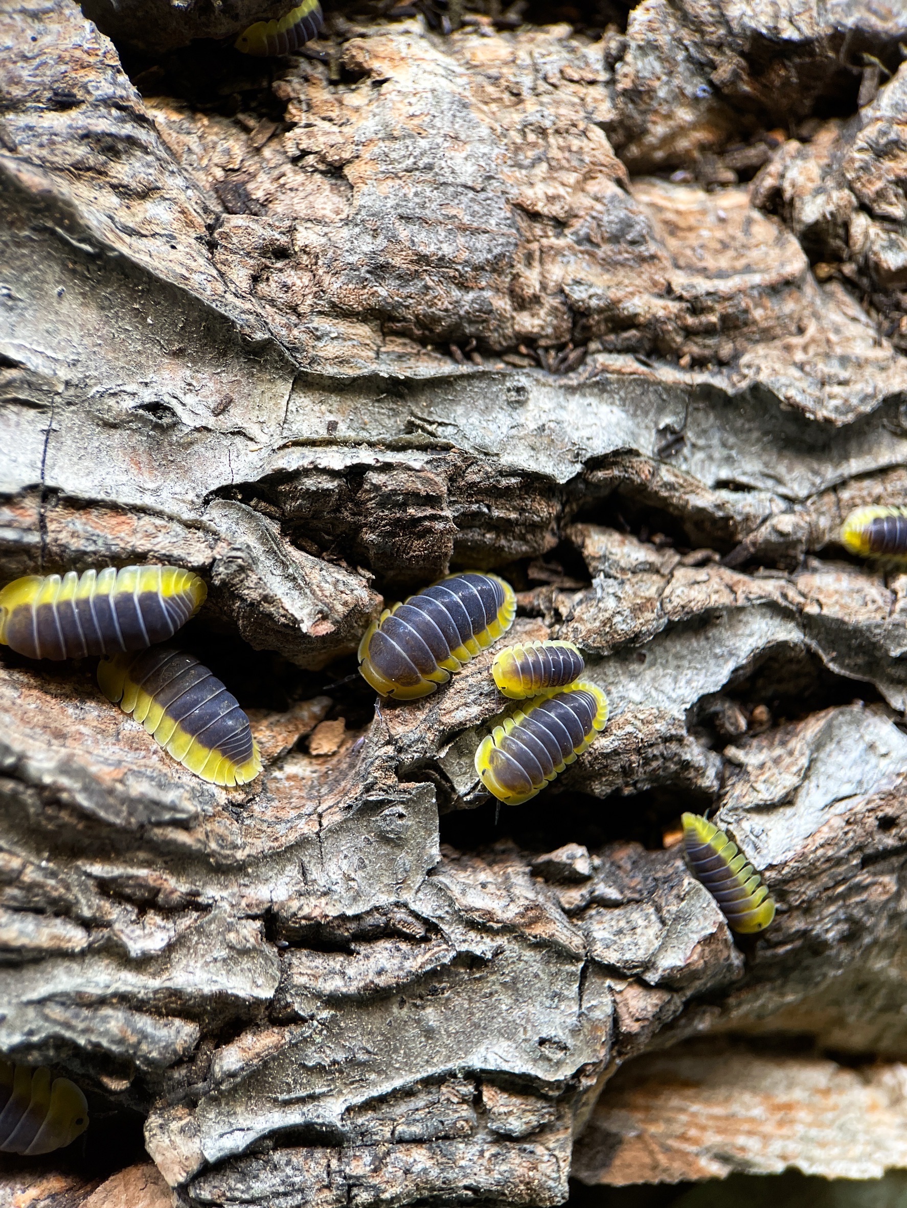 新上架！少量庫存