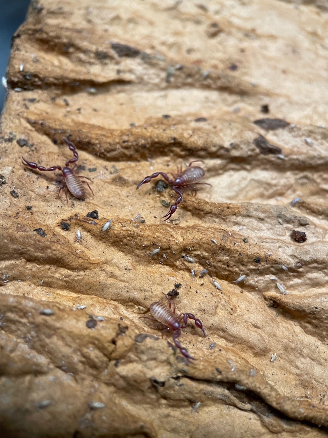 巨人擬蠍🦂（鼠婦殺手）