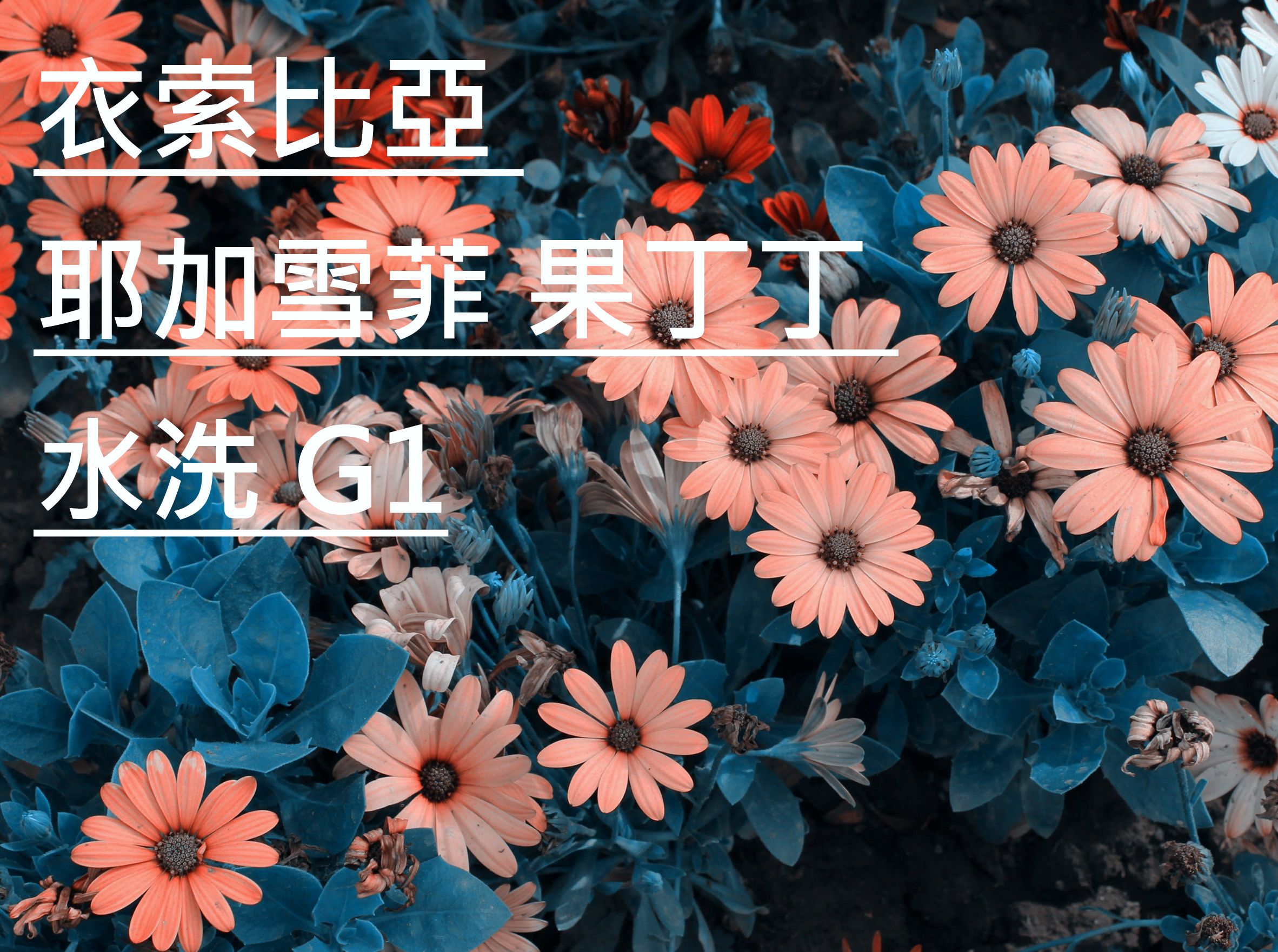 衣索比亞 耶加雪菲 果丁丁 水洗 G1