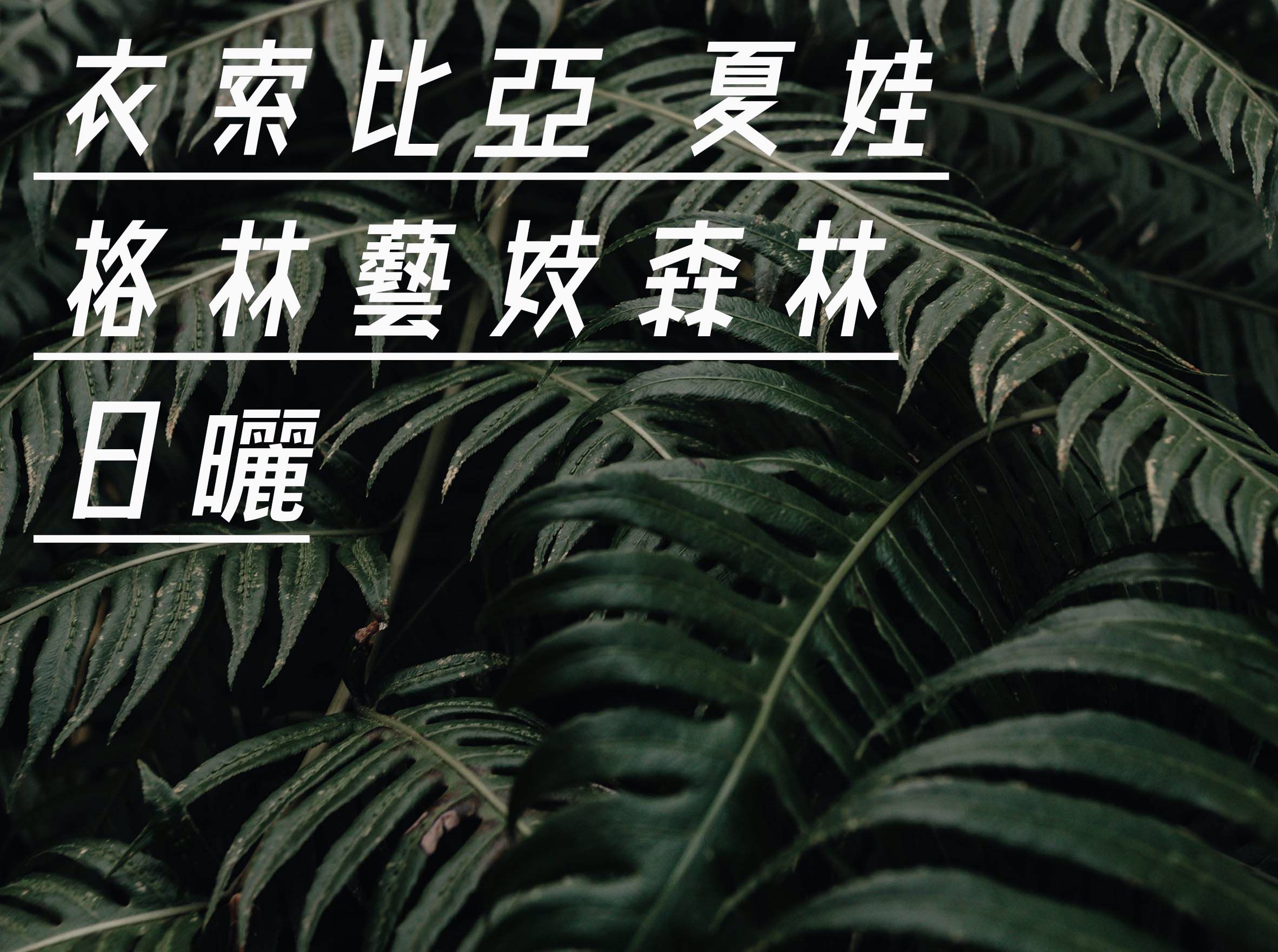 衣索比亞 夏娃 格林藝妓森林 日曬/水洗
