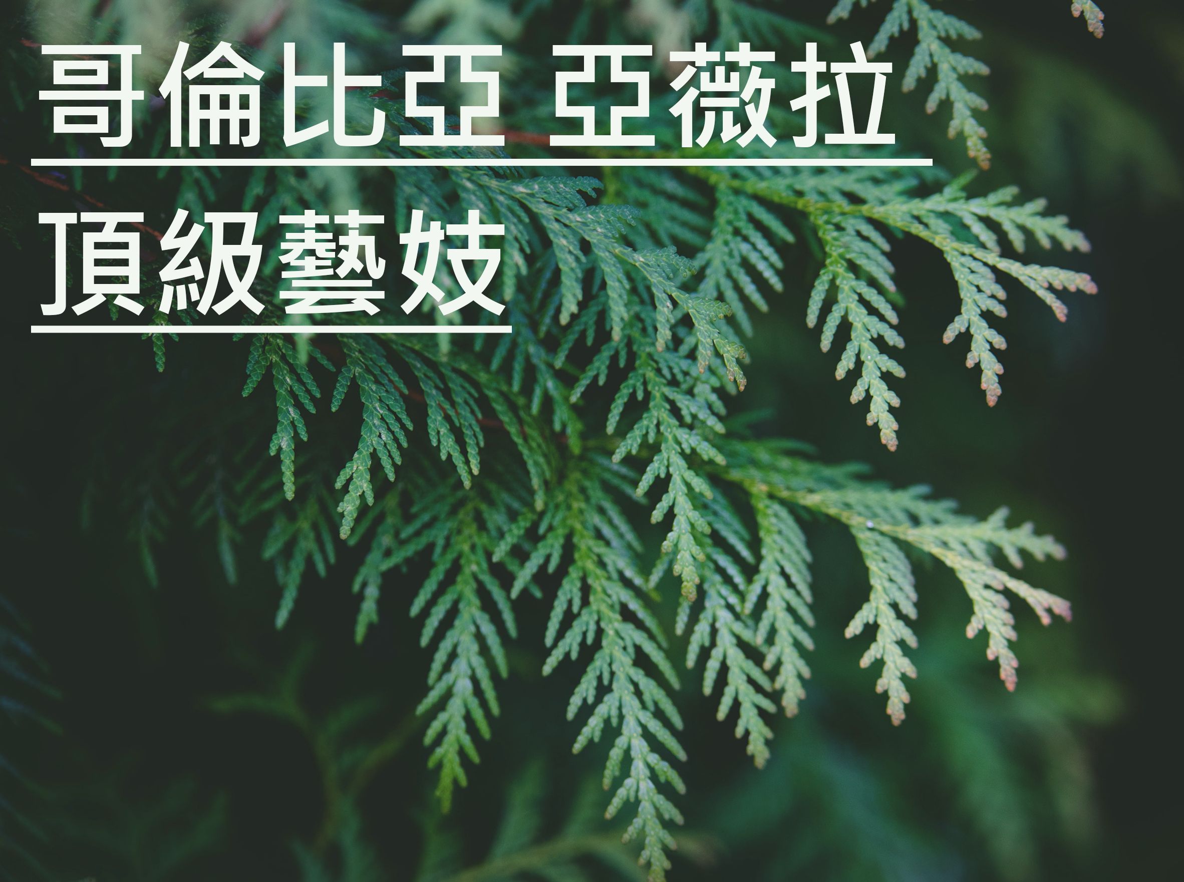 哥倫比亞 亞薇拉 頂級藝妓