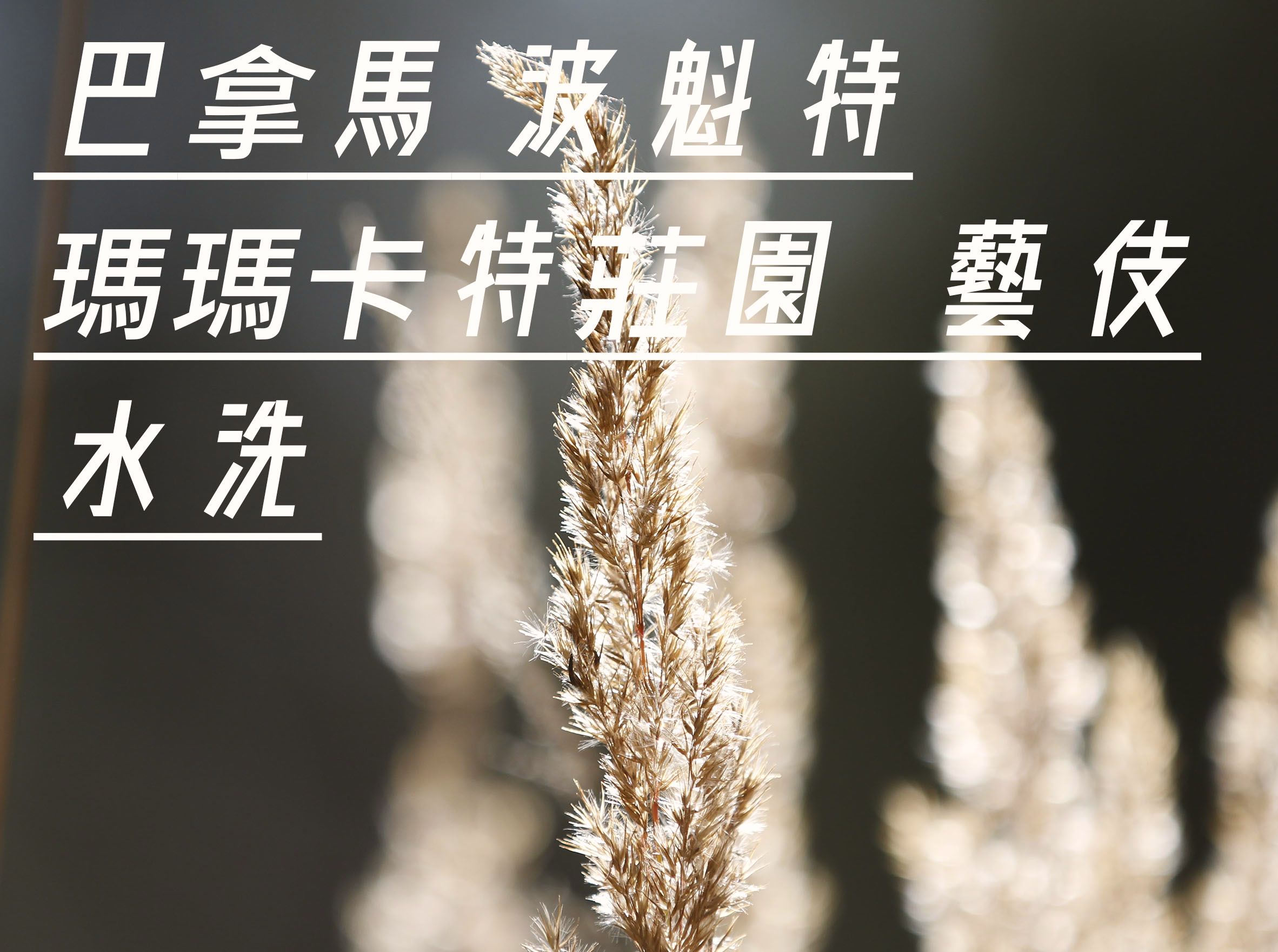巴拿馬 波魁特 瑪瑪卡特莊園 藝伎 水洗