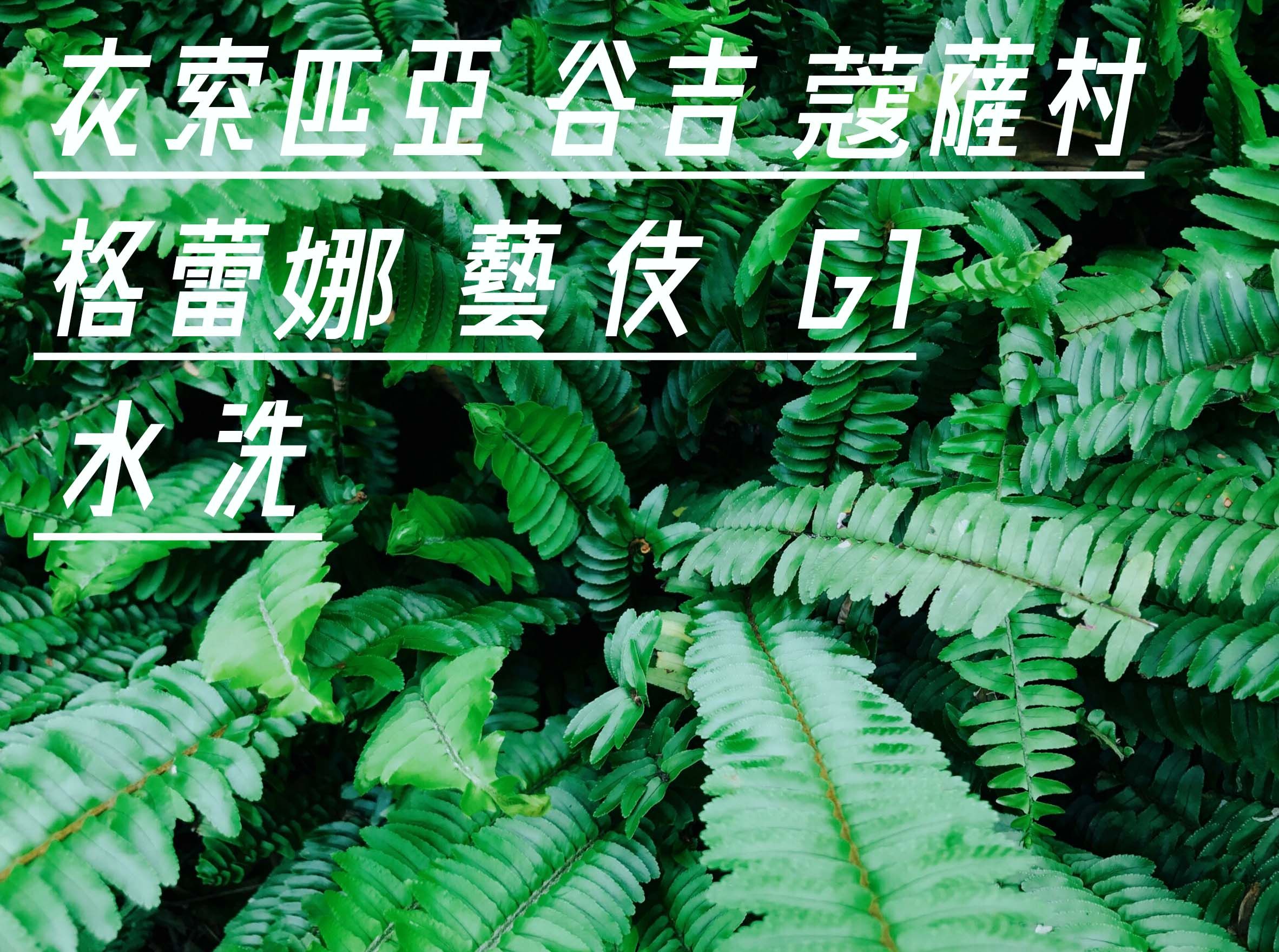 衣索匹亞 谷吉 蔻薩村 格蕾娜 藝妓 水洗G1