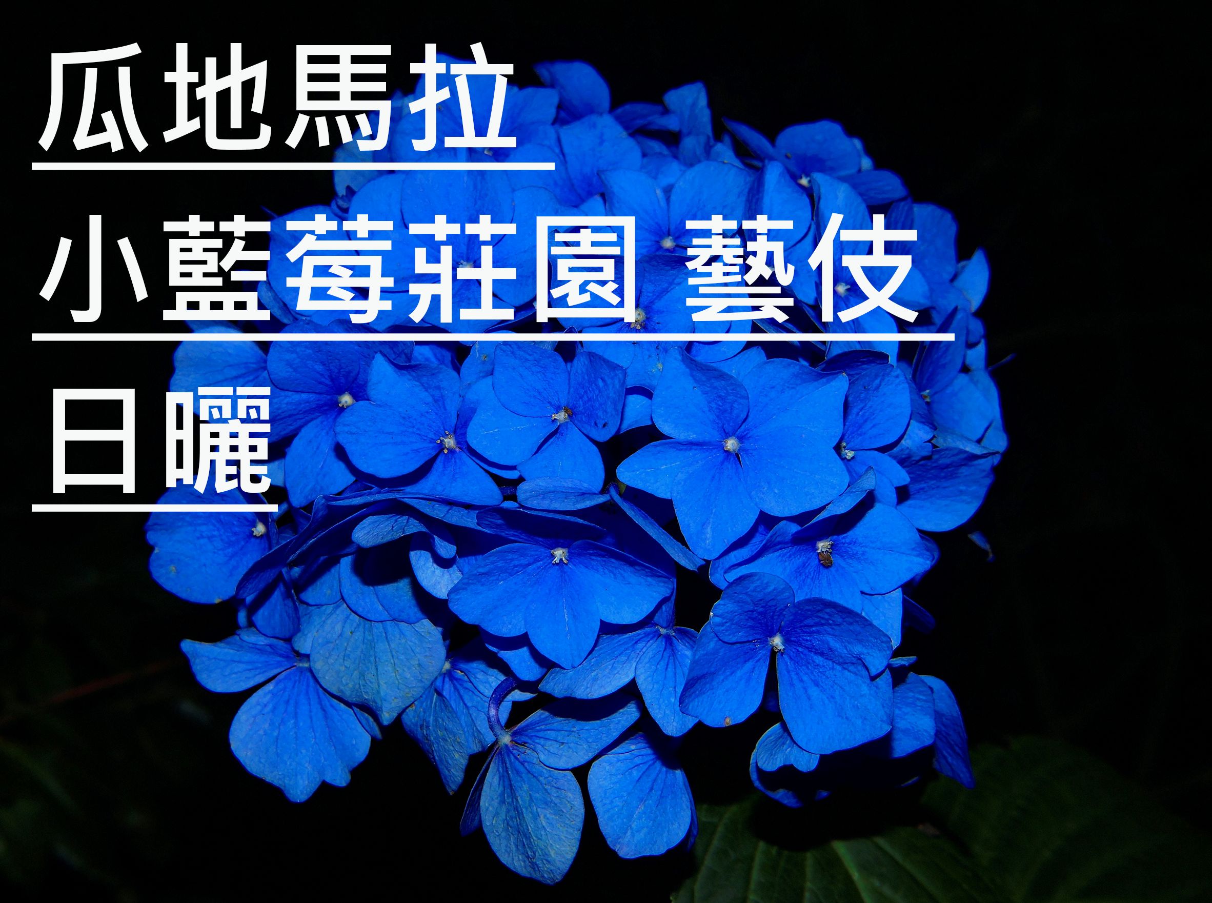瓜地馬拉 小藍莓莊園 藝伎 日曬