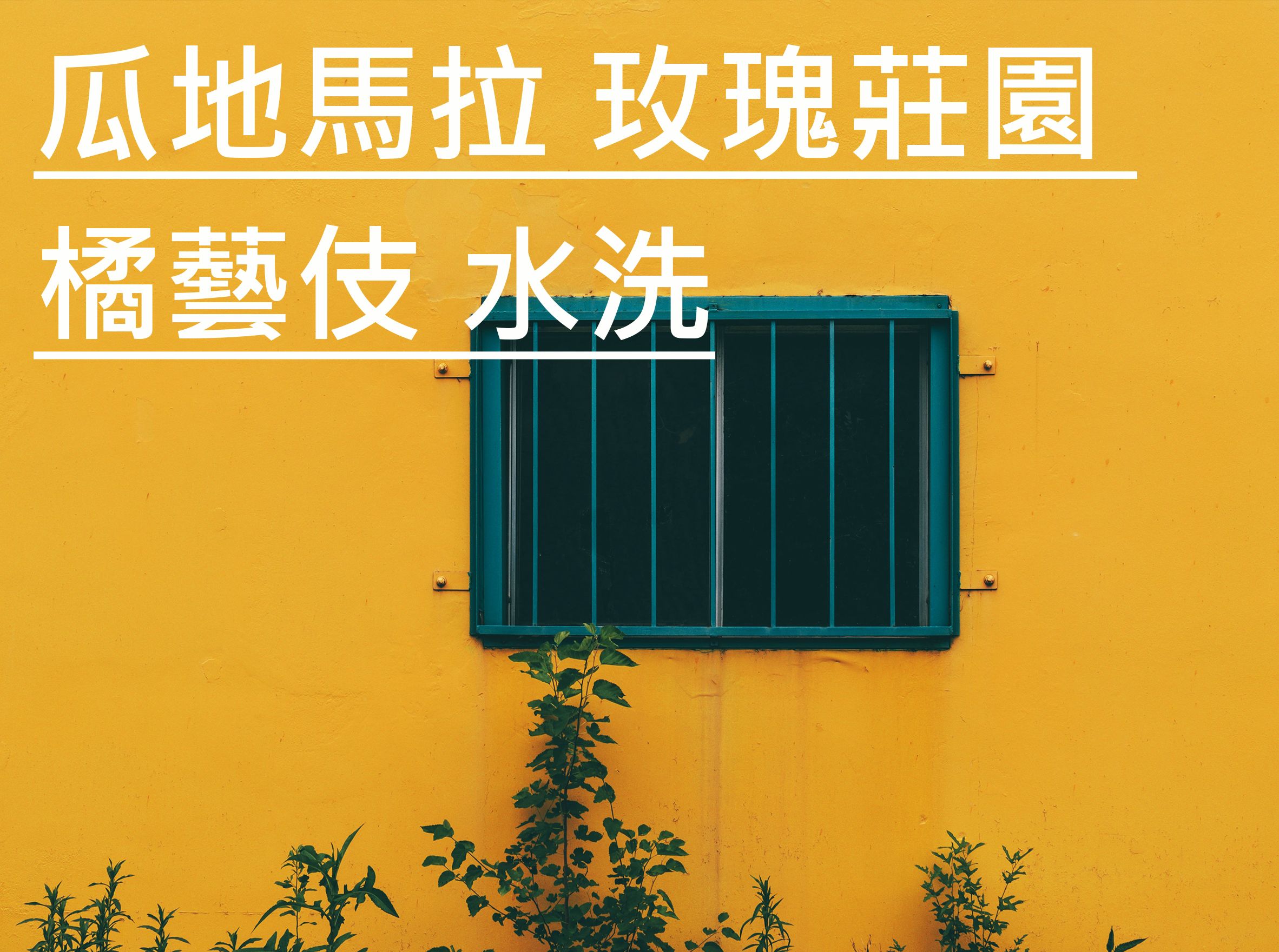 瓜地馬拉 玫瑰莊園 橘藝妓 水洗